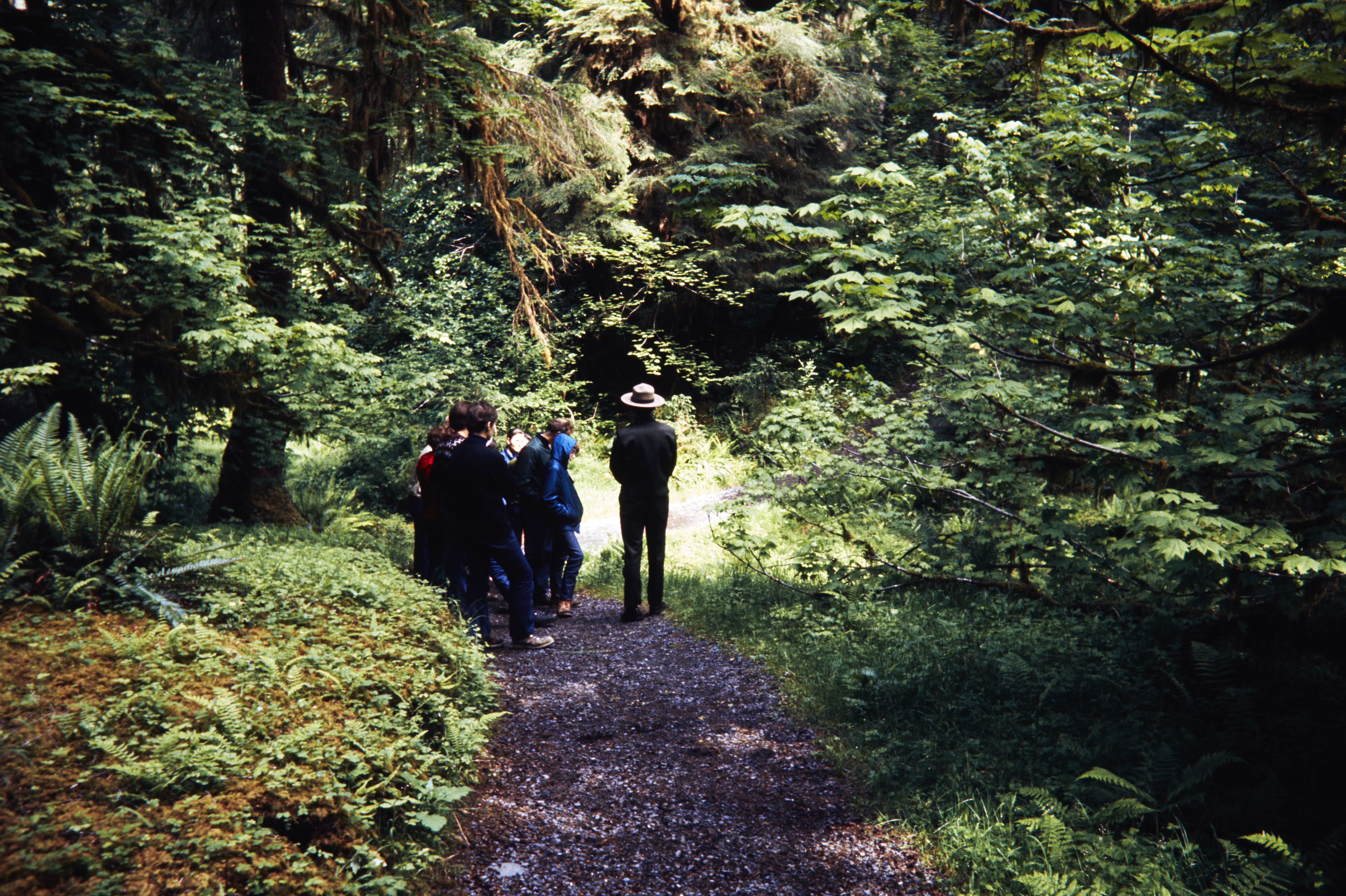 A guide leads a group of visitors along a narrow forest trail surrounded by tall green trees.