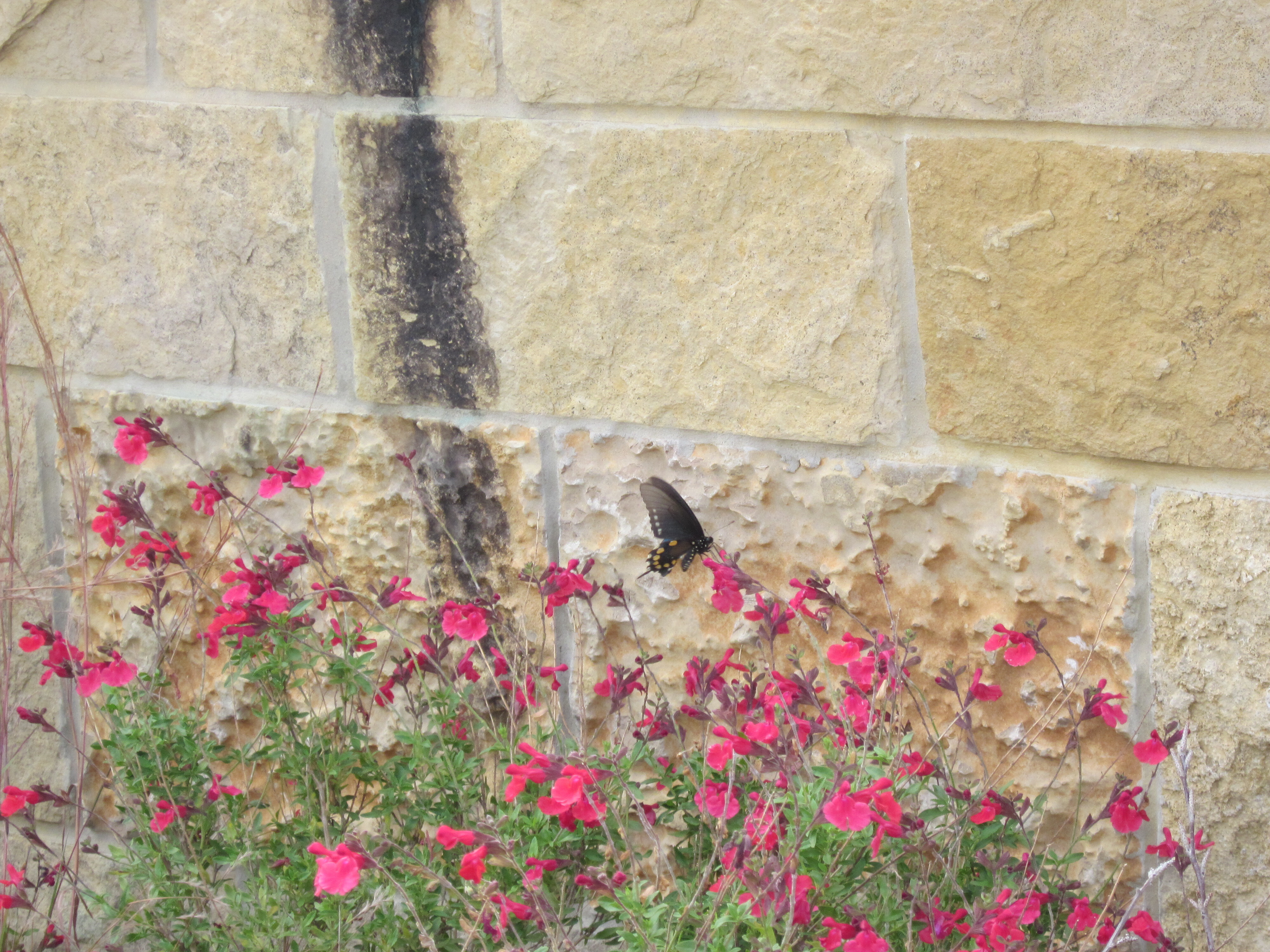 A dark butterfly hovers near red flowering plants against a stone wall.