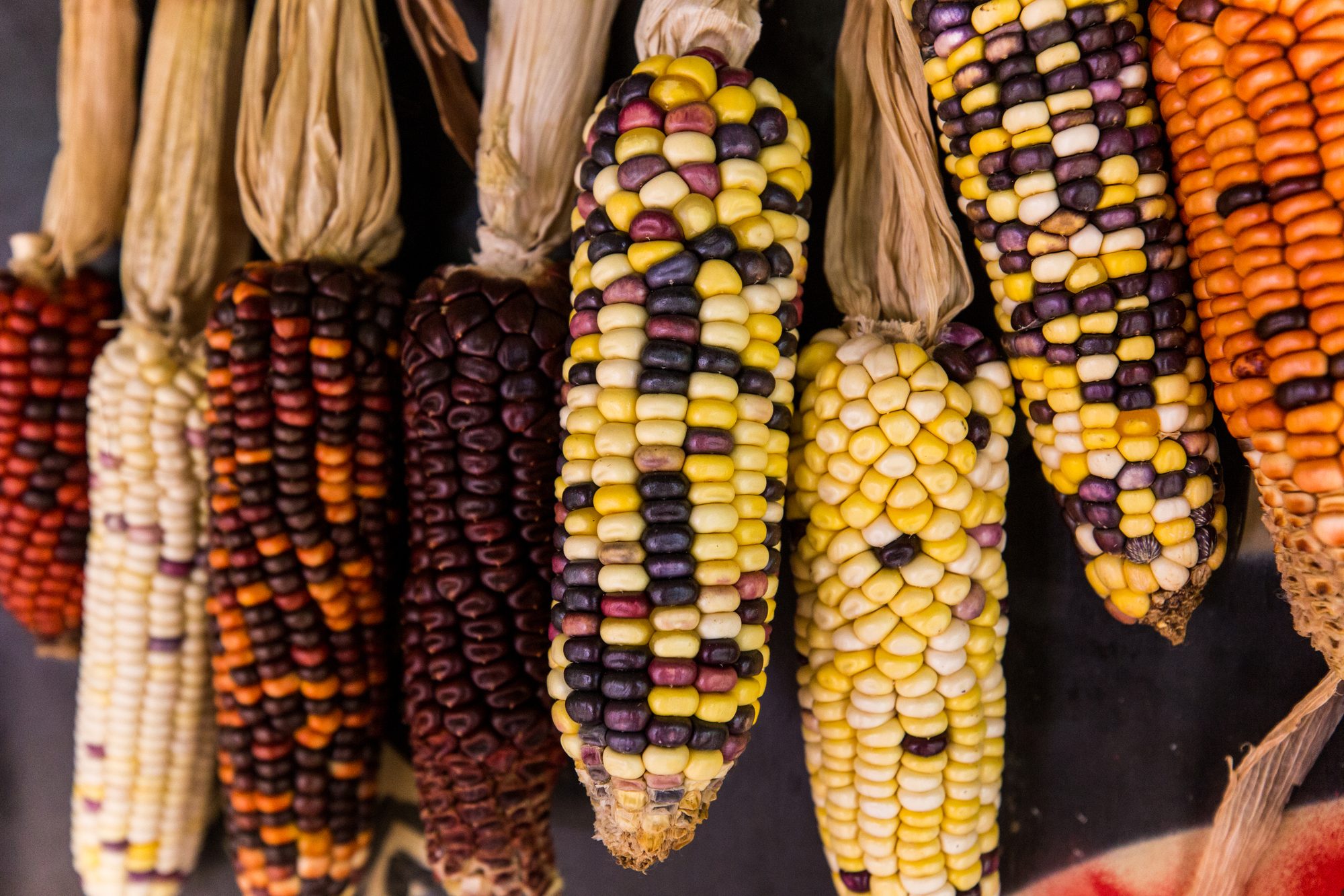 Native/criollo maize/corn varieties cultivated at Kalipety Indigenous Land - Parelheiros, São Paulo (Brazil)