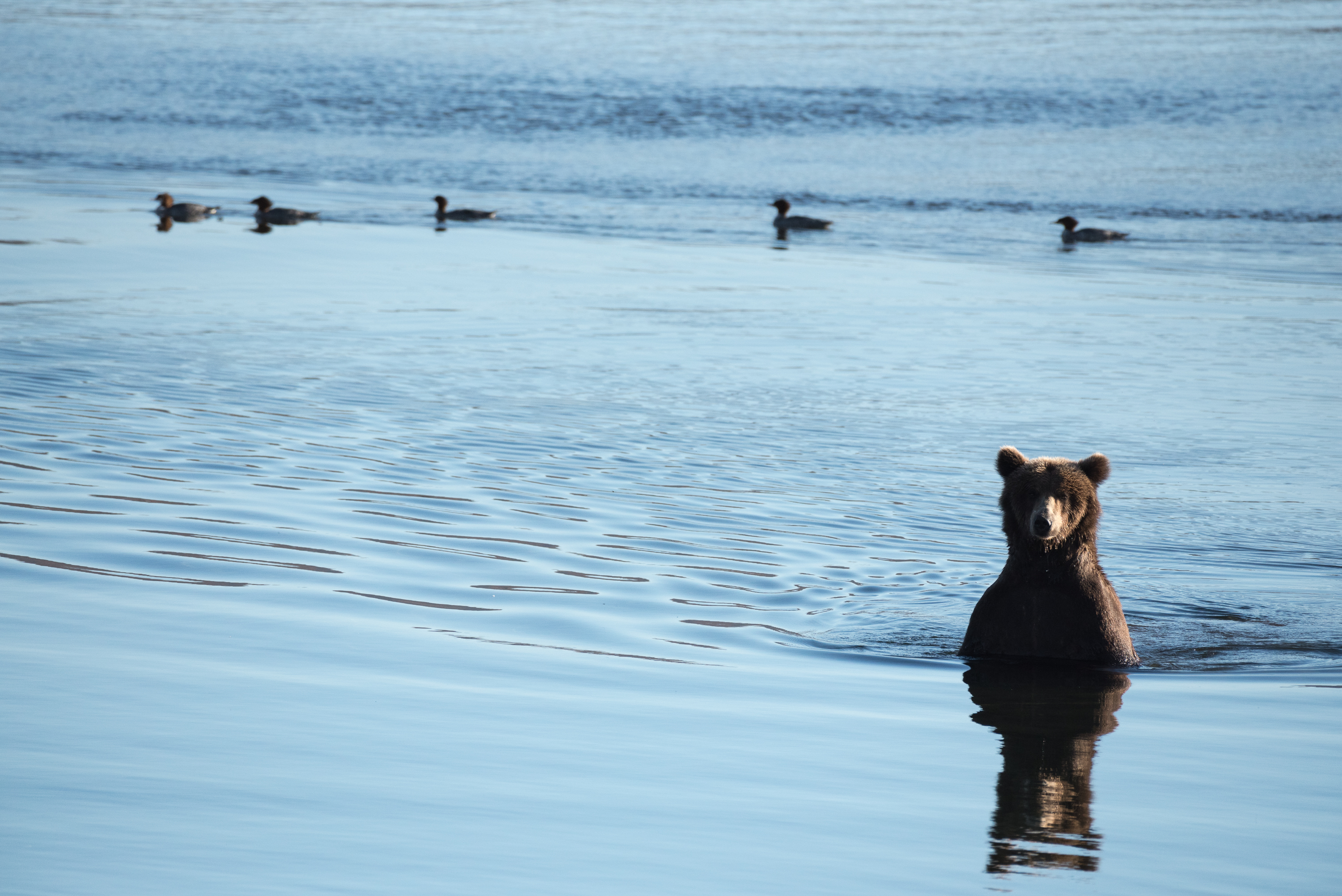 A brown bear stands chest-deep in a calm river, ducks swimming nearby.