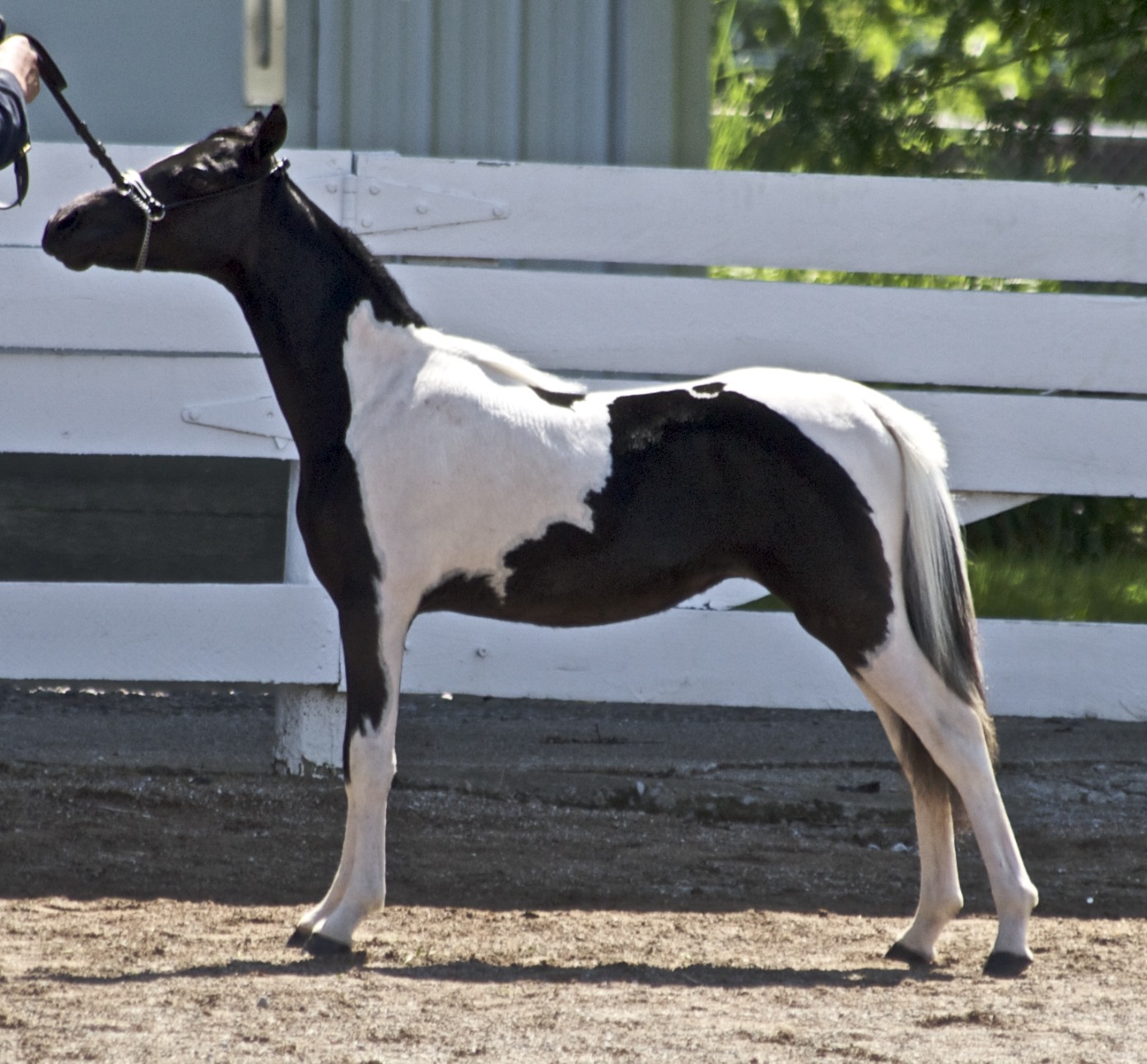 A small black and white miniature horse stands in profile near a wooden fence.