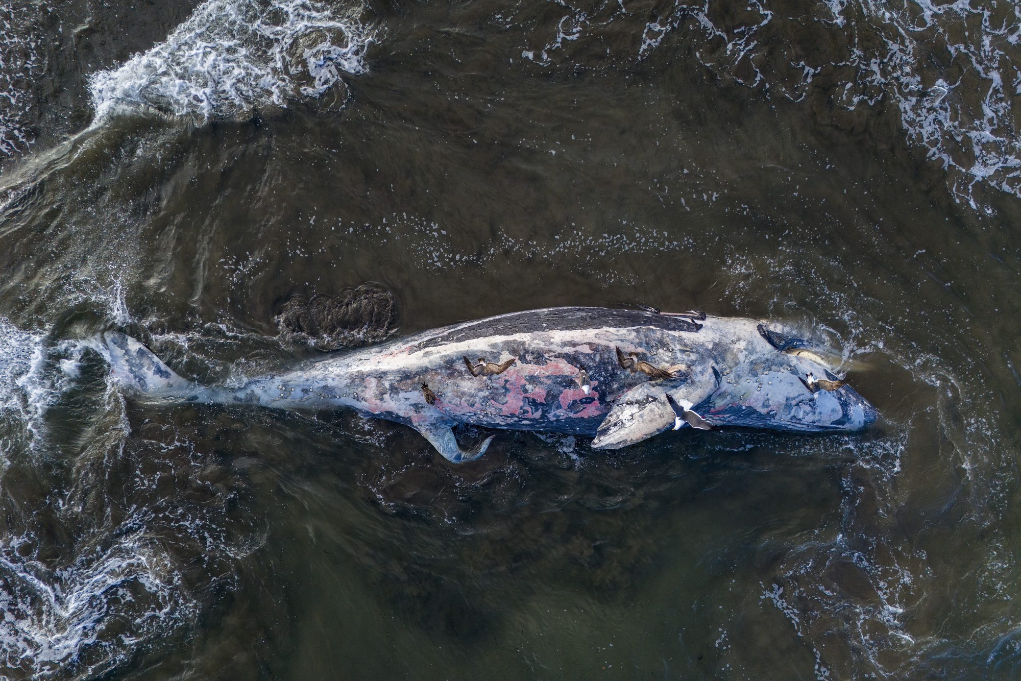 Dead whale on a Baja California Sur nearby a sandy beach bahia magdalena aerial drone panorama landscape