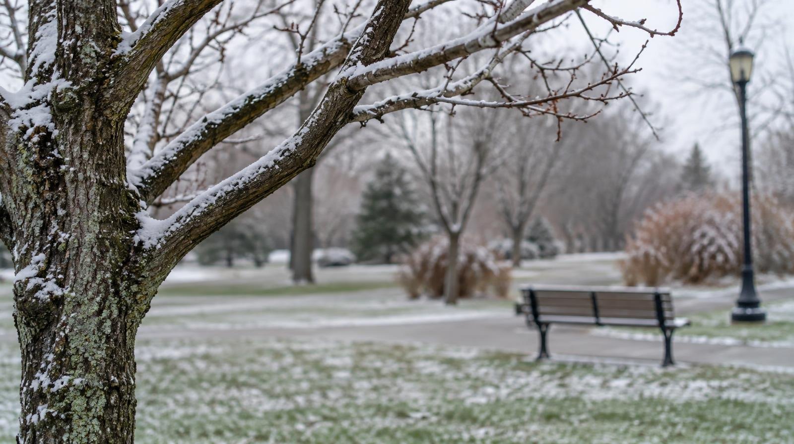 Bare tree lightly dusted with snow, green grass visible beneath thin frost.