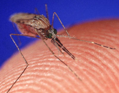 Close-up of a mosquito inserting its proboscis into a human fingertip against a blue background.