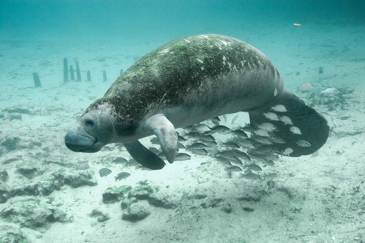 Fish, underwater, manatee, nature, animals, fauna