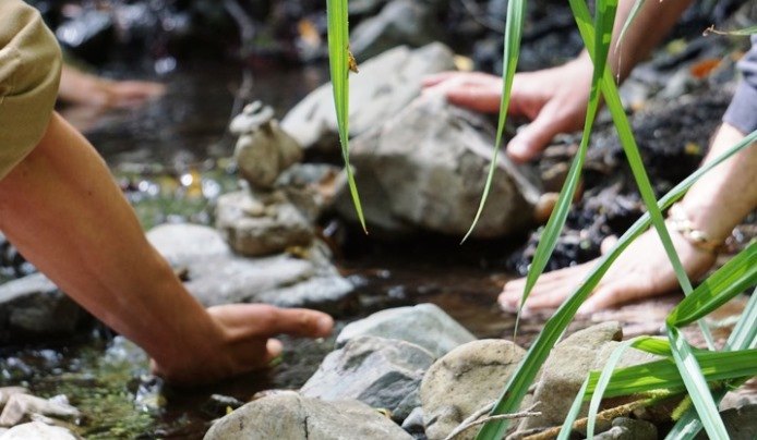 Two pairs of hands touching rocks along a shallow stream surrounded by green reeds.