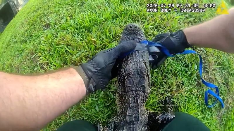 Gloved hands hold down a small alligator on grass with a blue leash looped around it.