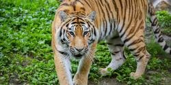 An Amur tiger walks forward through green foliage, looking directly at the camera.