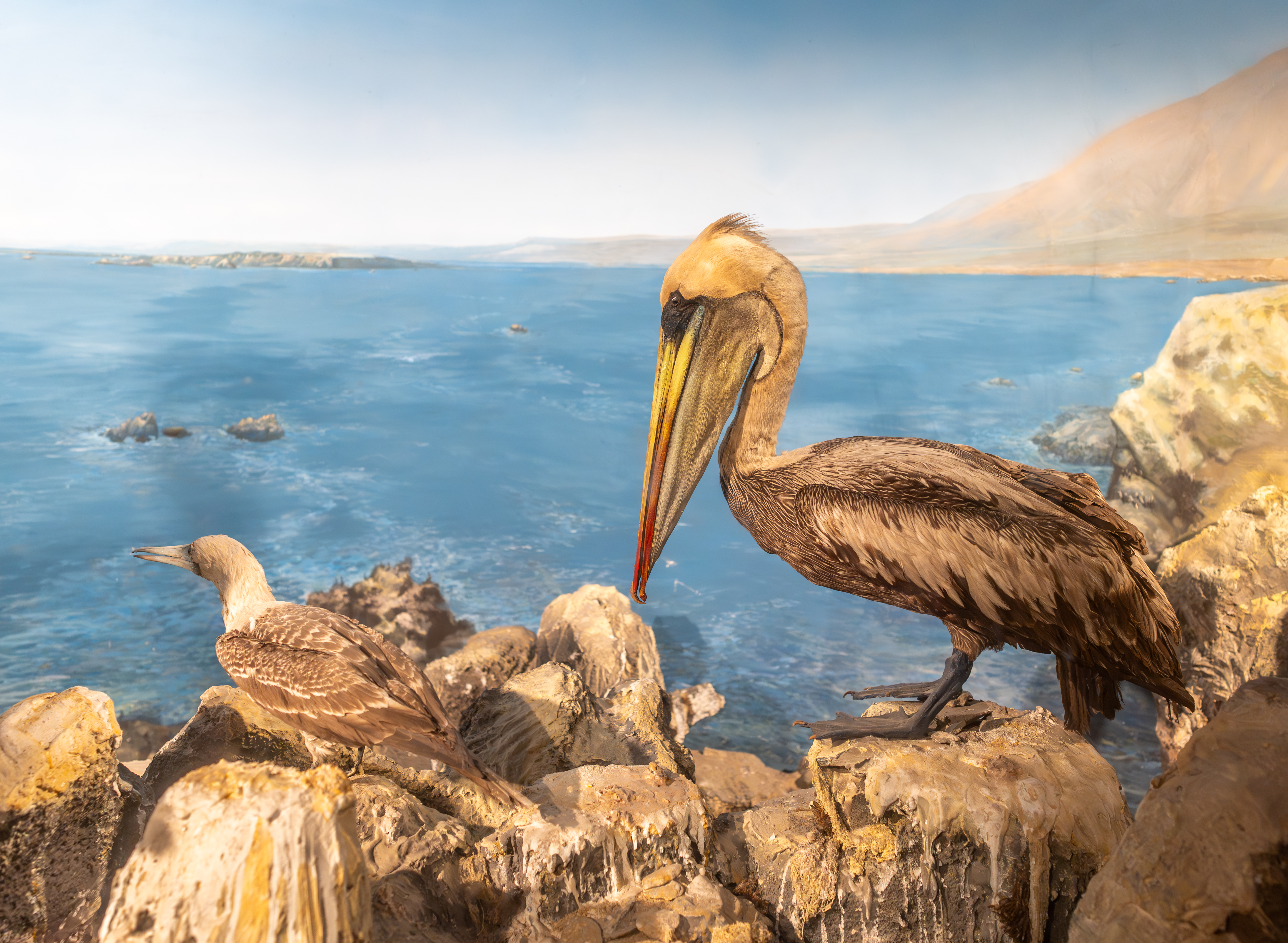 Brown pelican with long bill perched on rocks in a museum diorama with ocean backdrop.