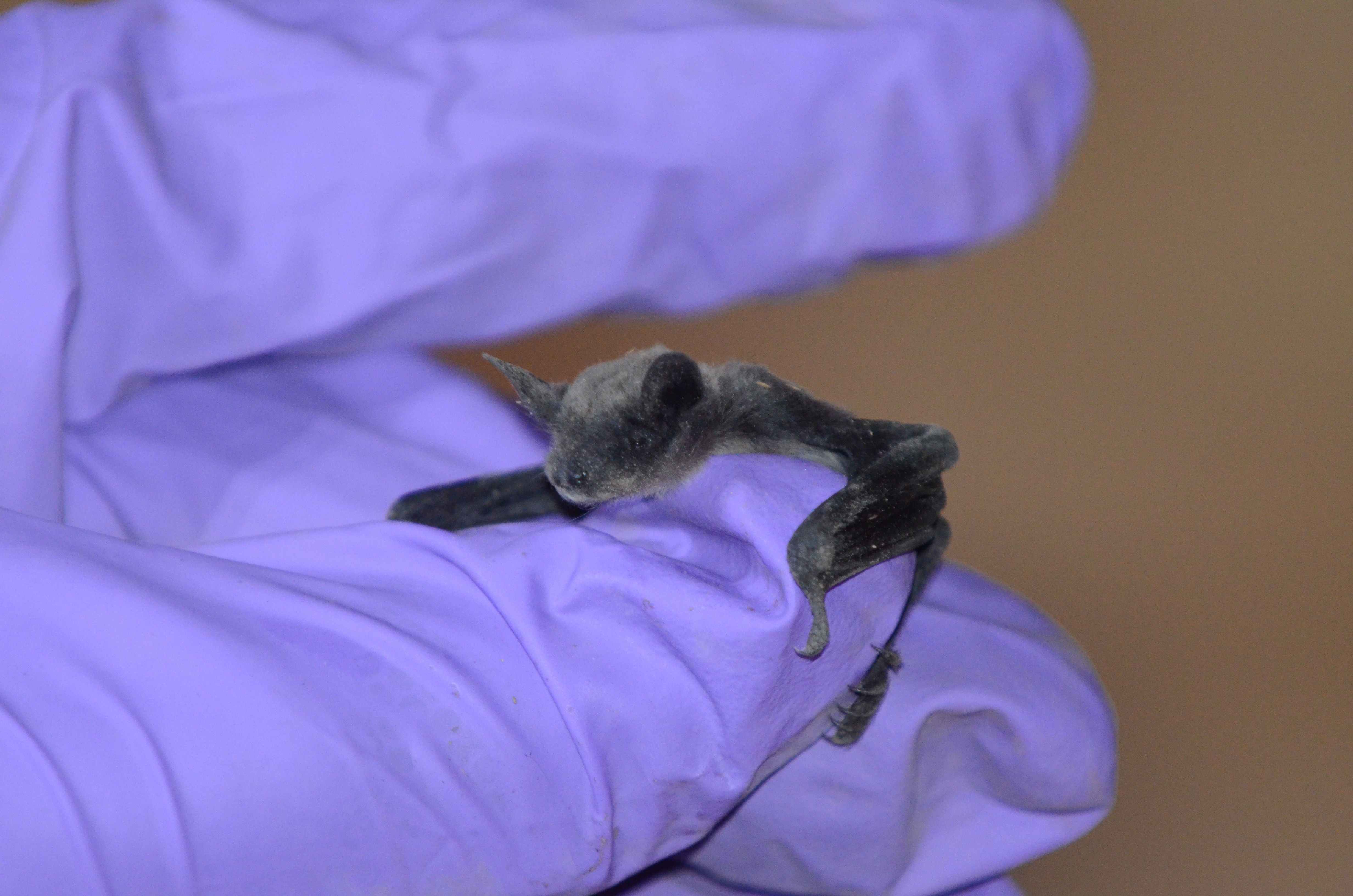 A small bat resting on a purple latex-gloved hand, wing membranes visible.