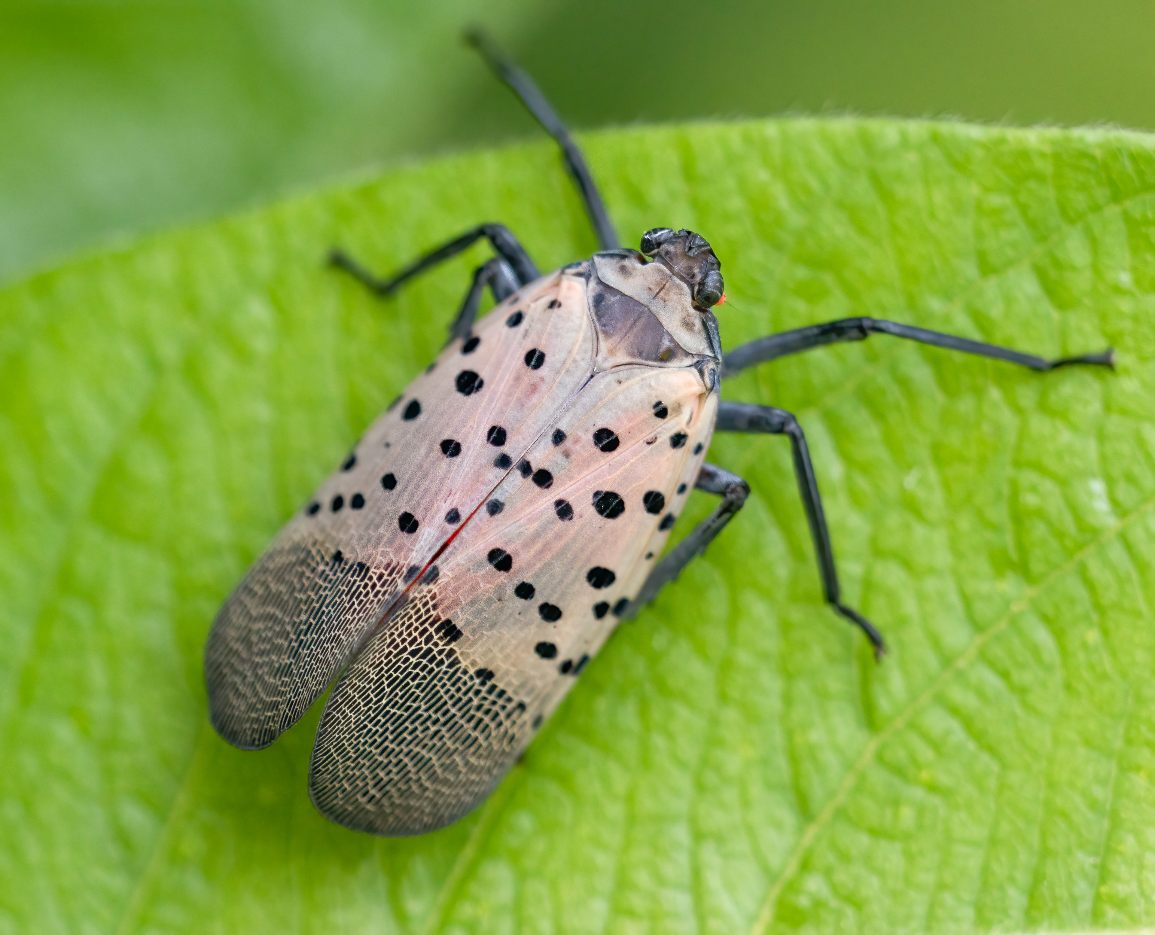 An adult spotted lanternfly with gray spotted wings rests on a green leaf.