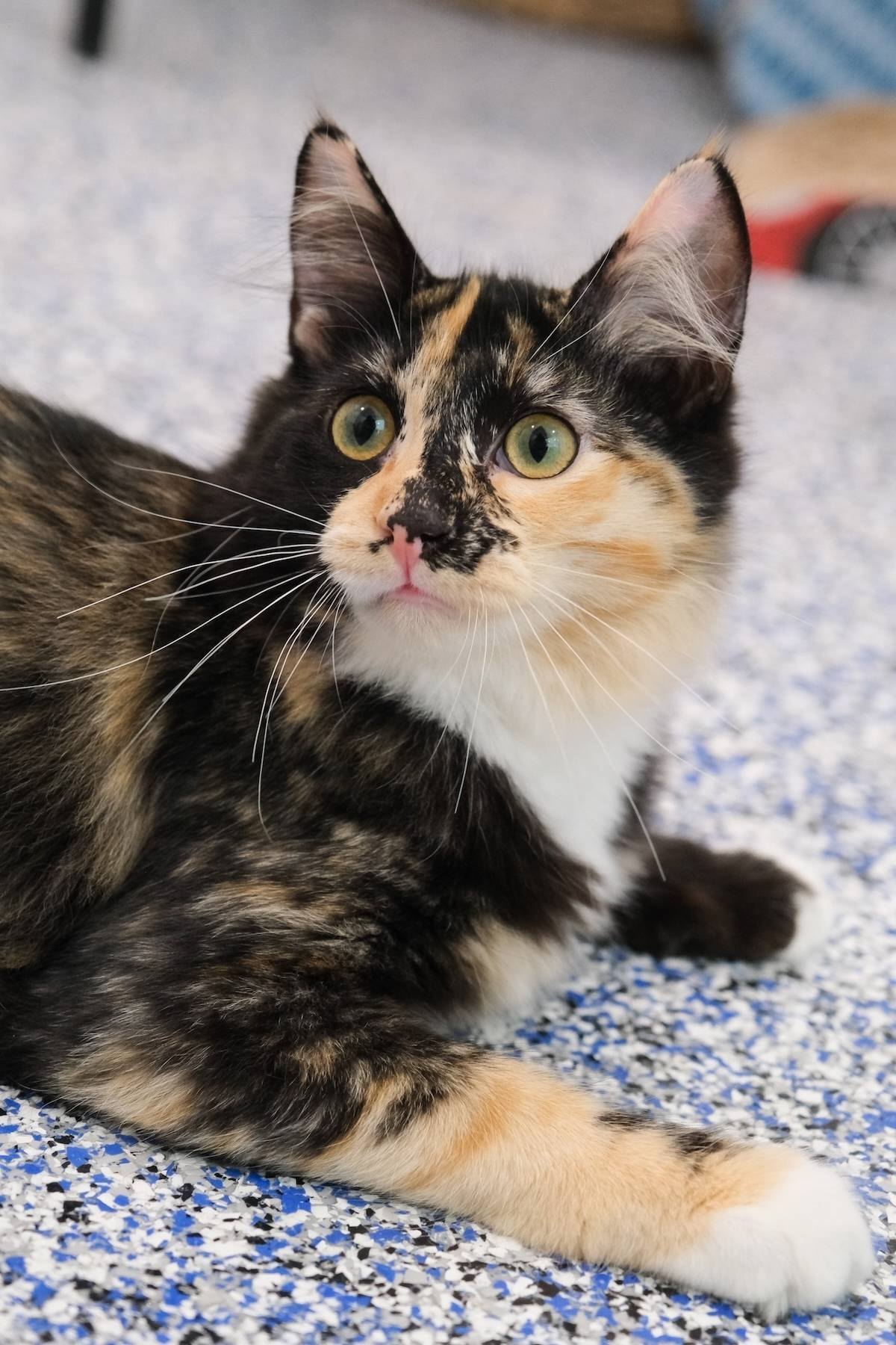 A calico kitten with orange, black, and white markings lies on a speckled floor looking up.