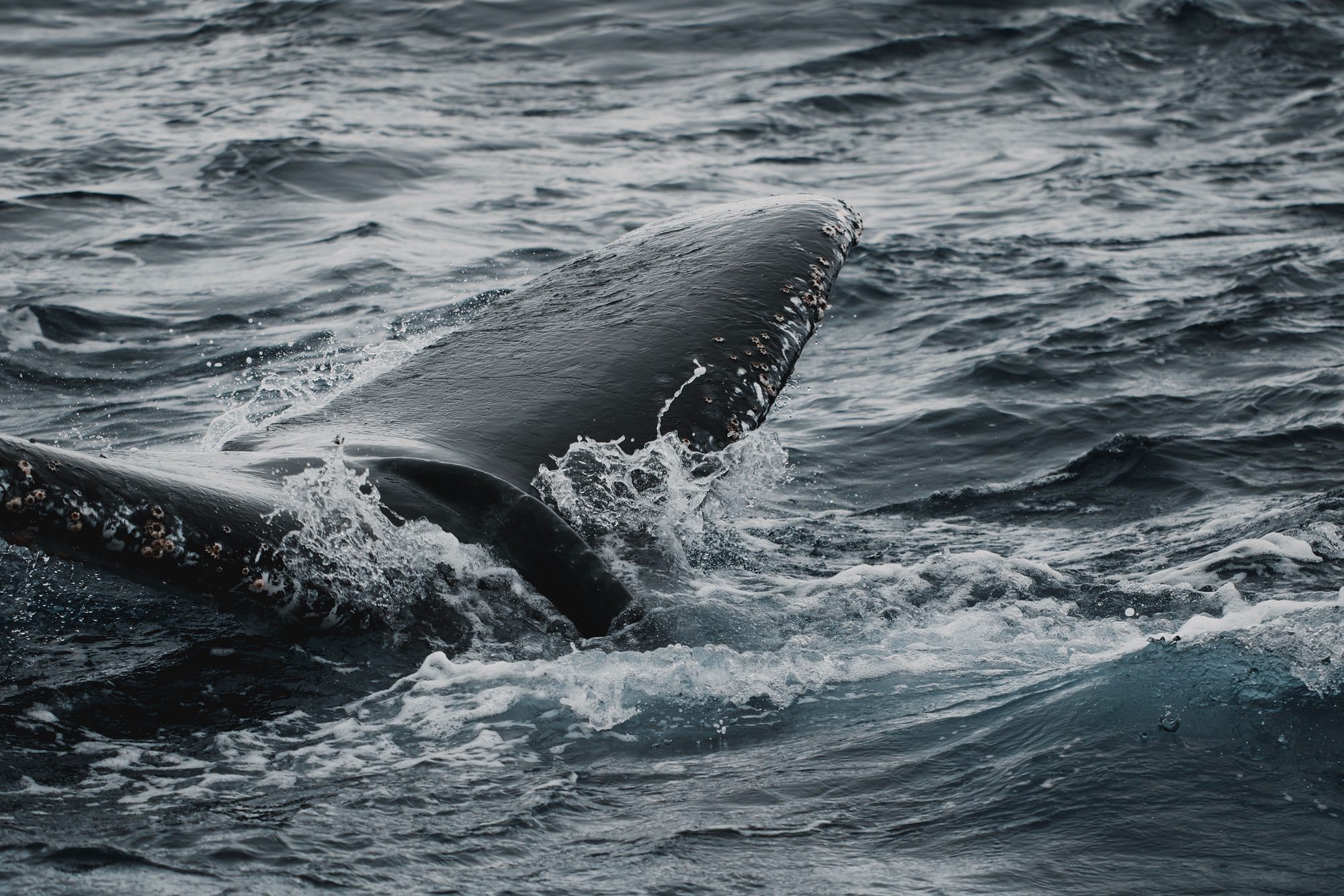 A majestic humpback whale tail surfaces in the Pacific Ocean off California's coast.