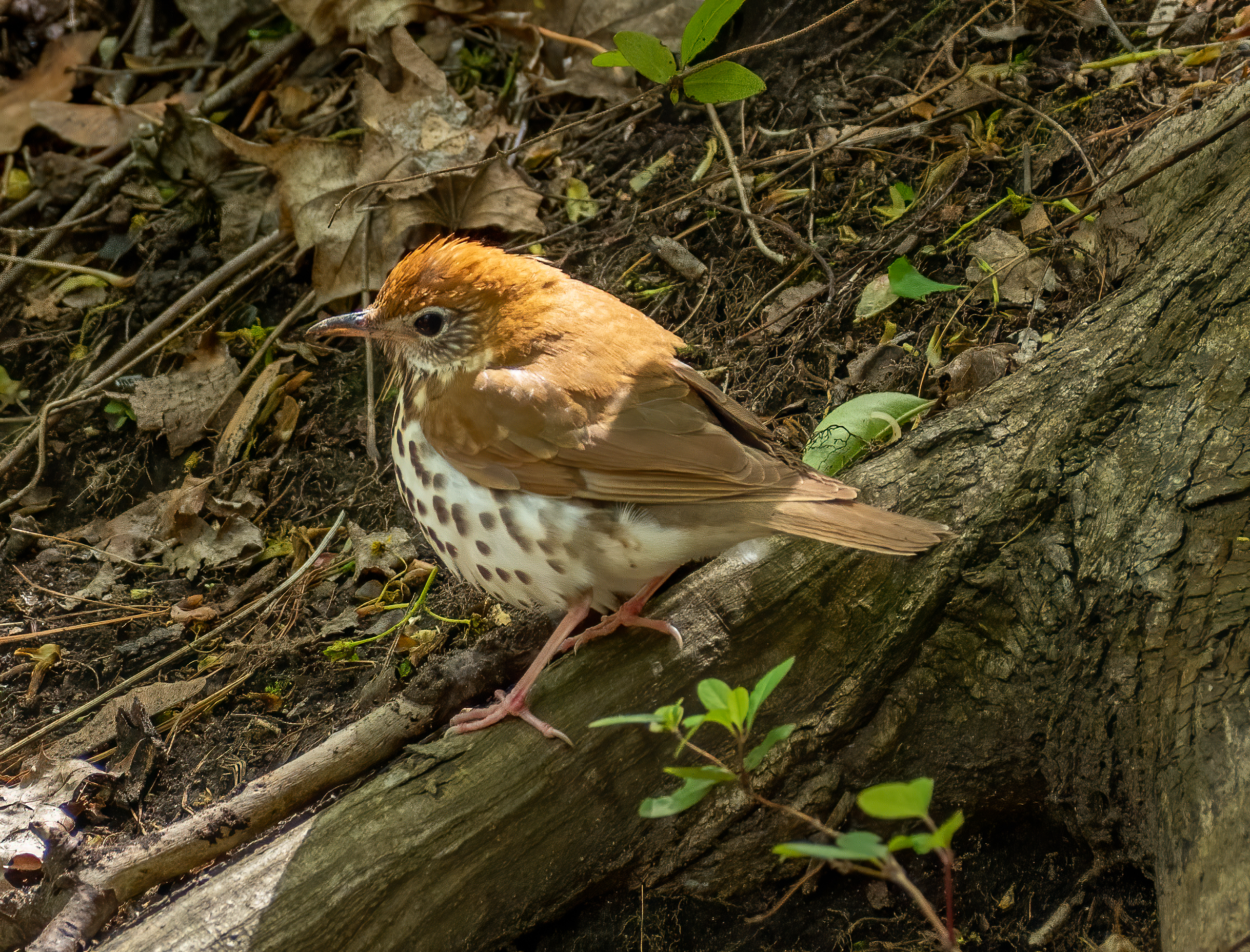 Wood thrush standing on a mossy log surrounded by leaf litter.