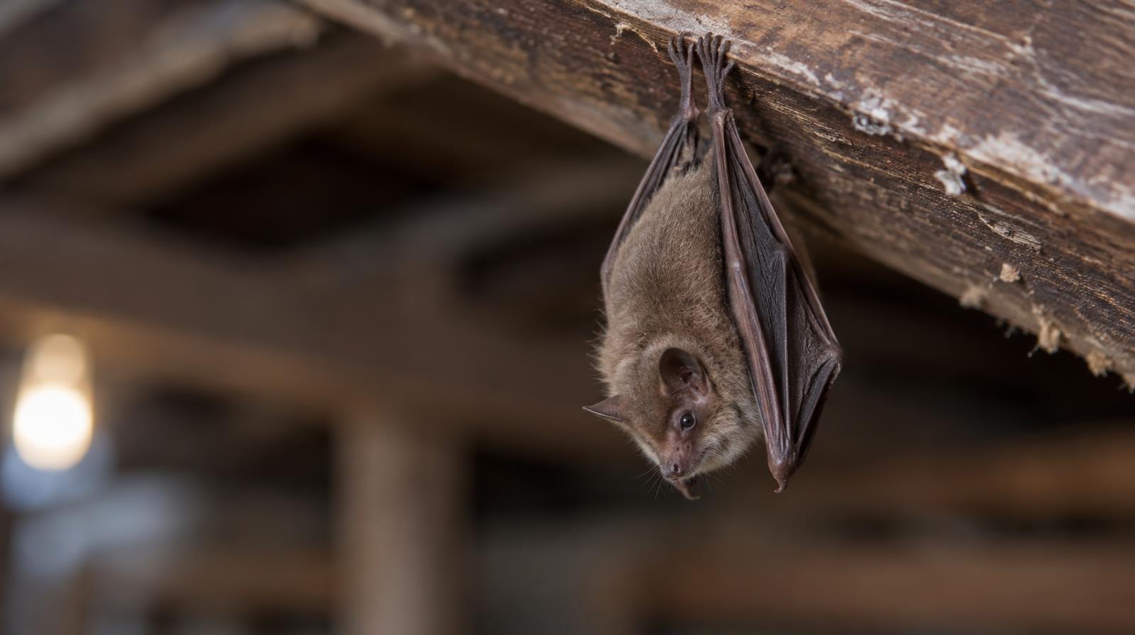 A small brown bat hanging upside down from a wooden beam, wings folded.