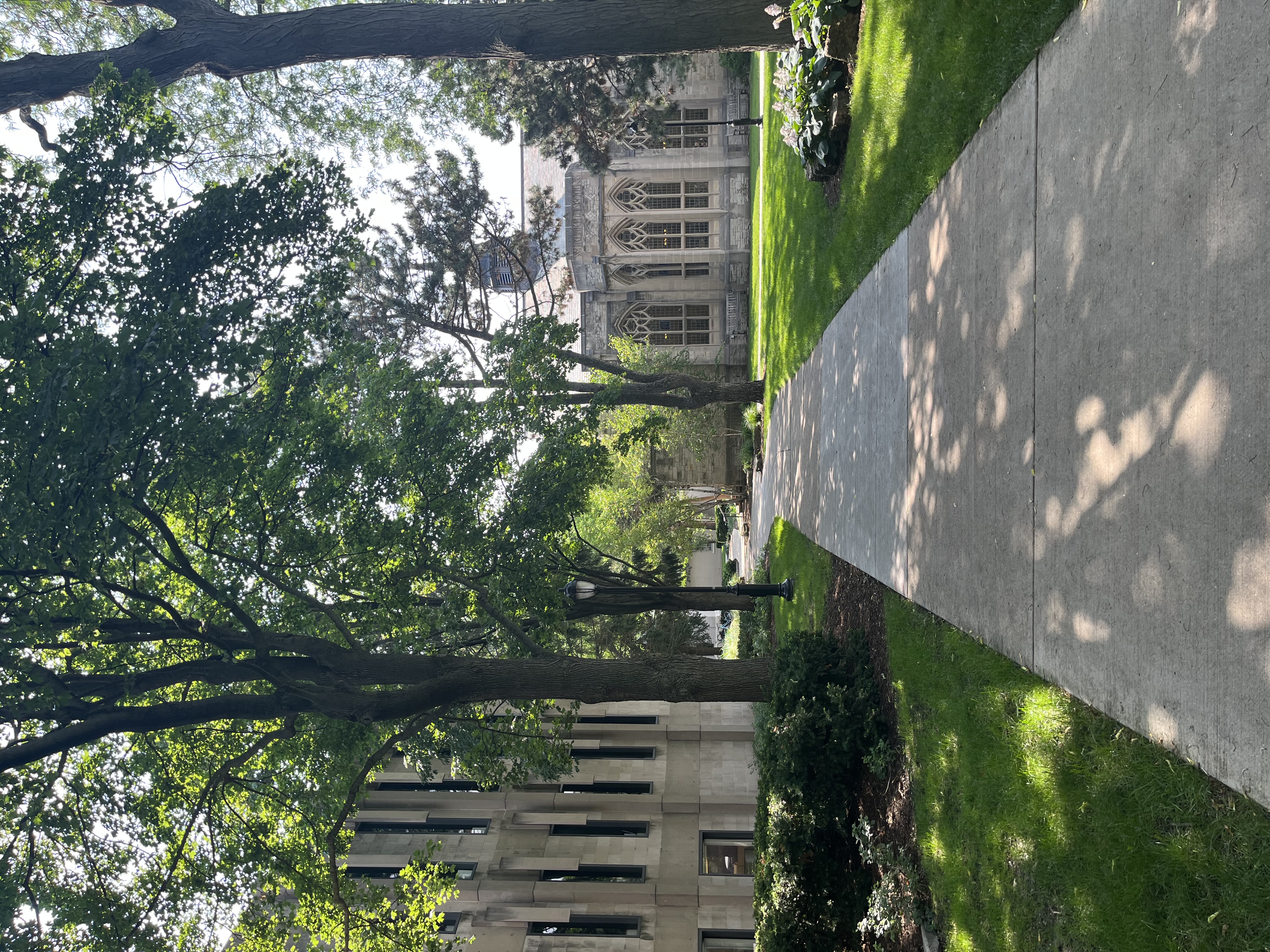 Tree-lined walkway on a university campus with Gothic and modern buildings.