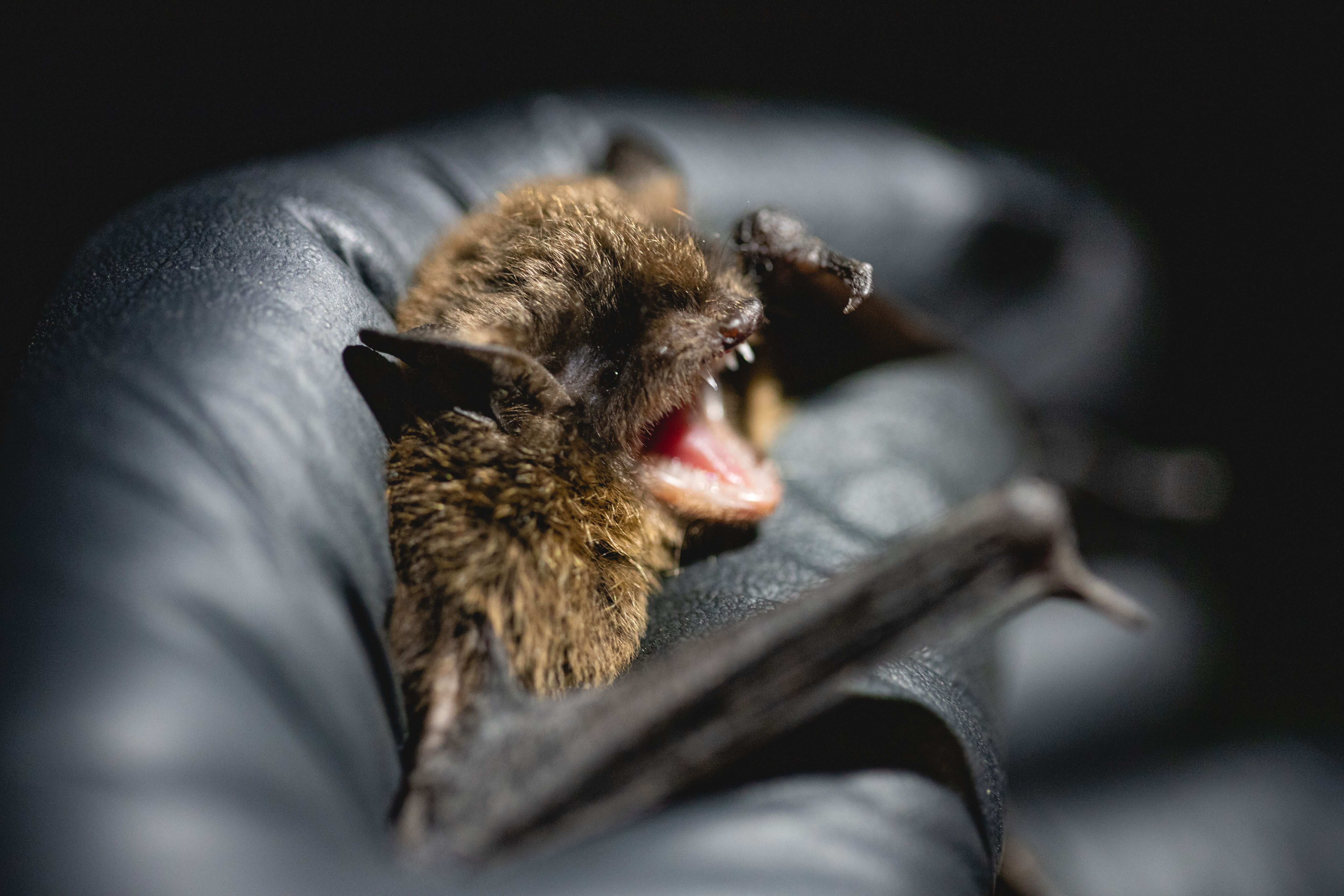 A small bat with open mouth held in a dark-gloved hand.
