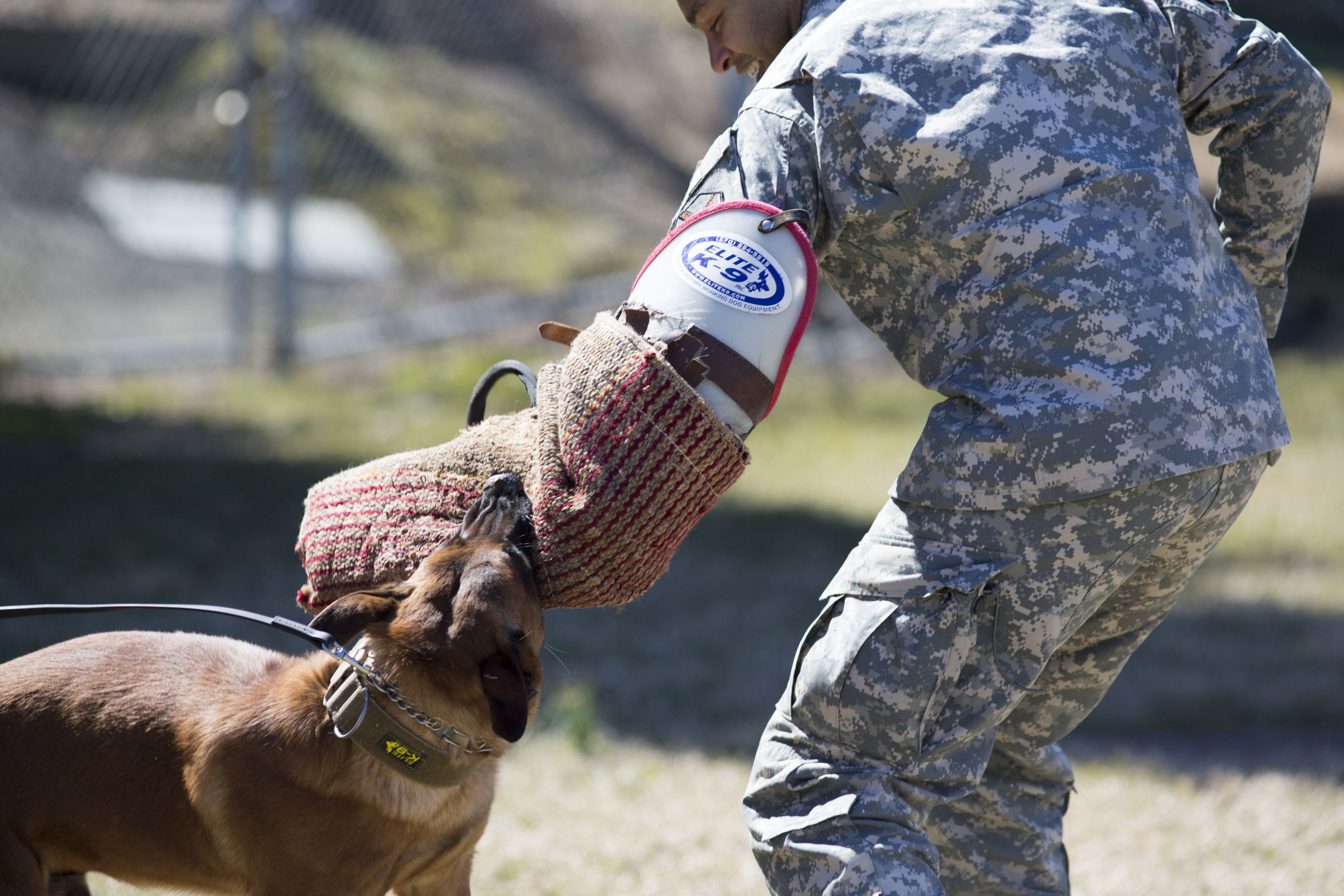 A Belgian Malinois dog biting a padded sleeve during an outdoor canine training demonstration.