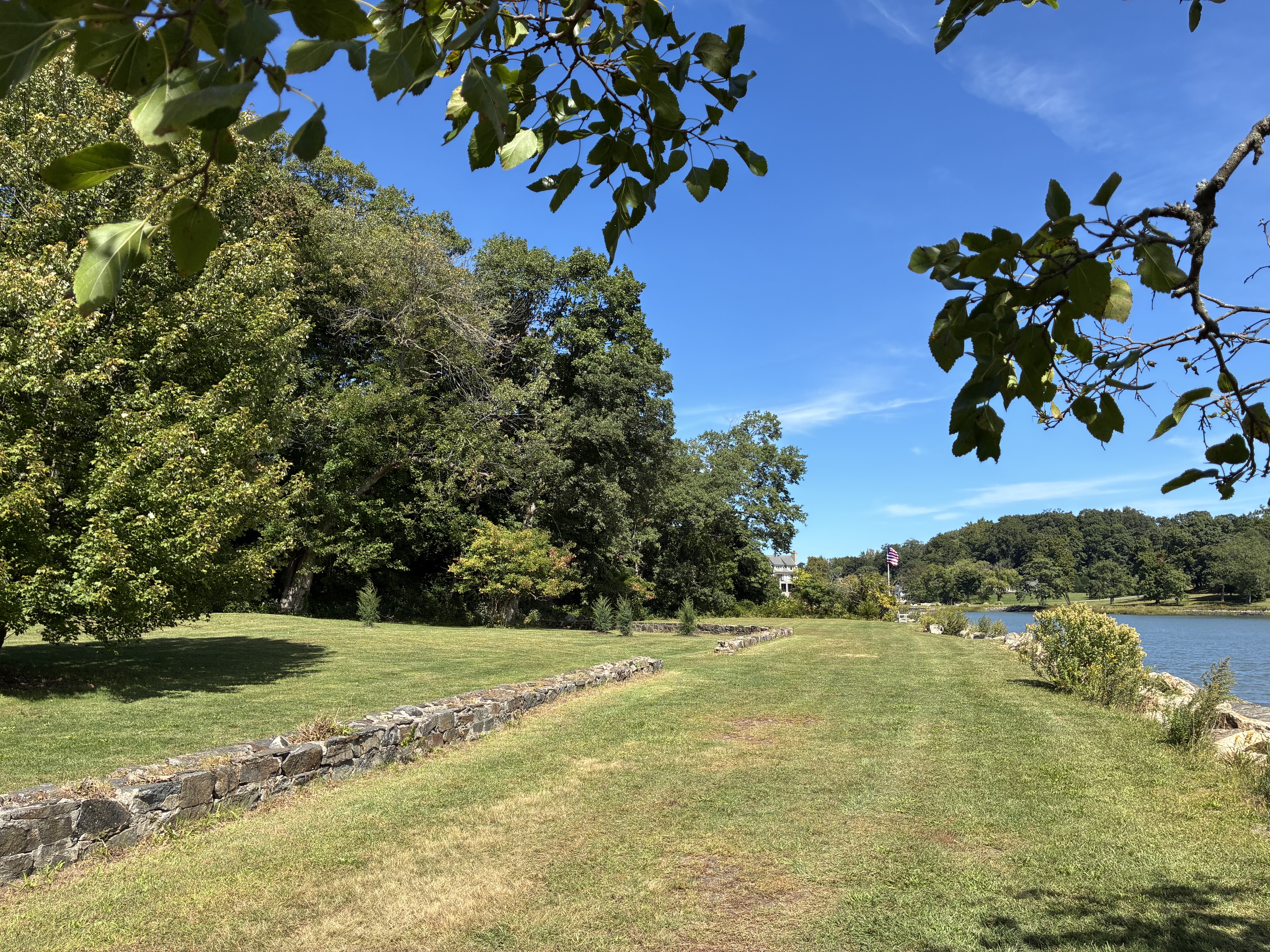 Eastern red cedars are salt-tolerant and help stabilize shoreline from erosion in Greenwich