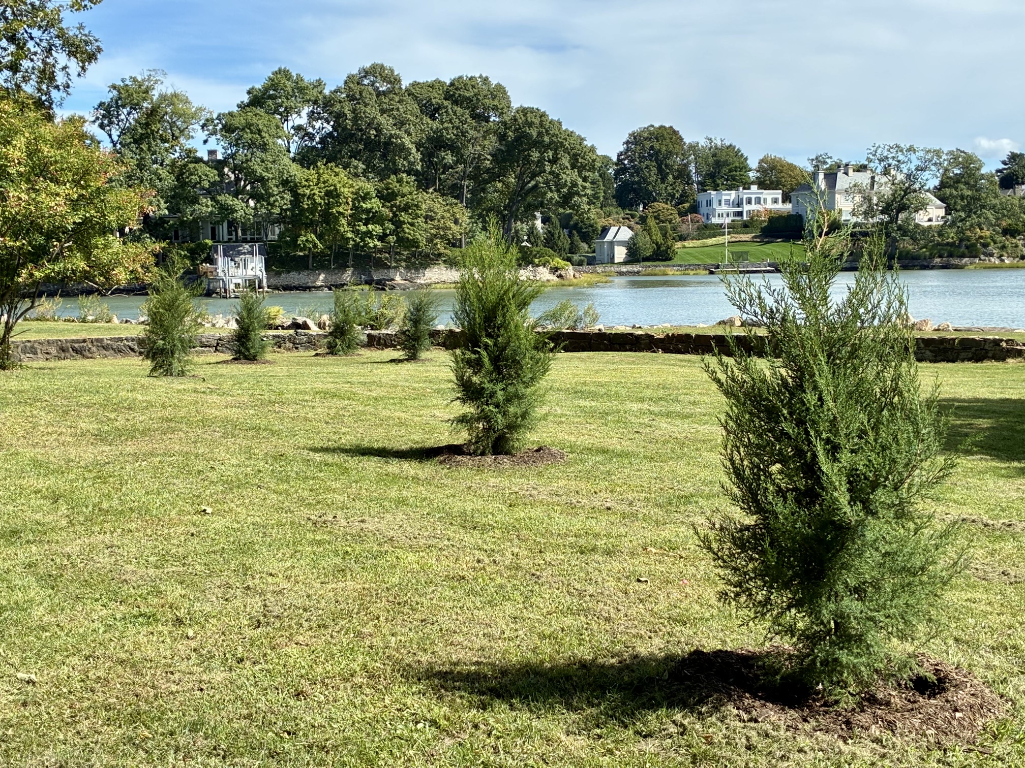Eastern red cedars planted overlooking the water at Byram Park