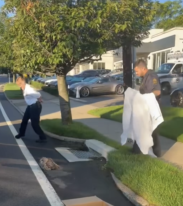 Cop with sheet approaches owl in street.
