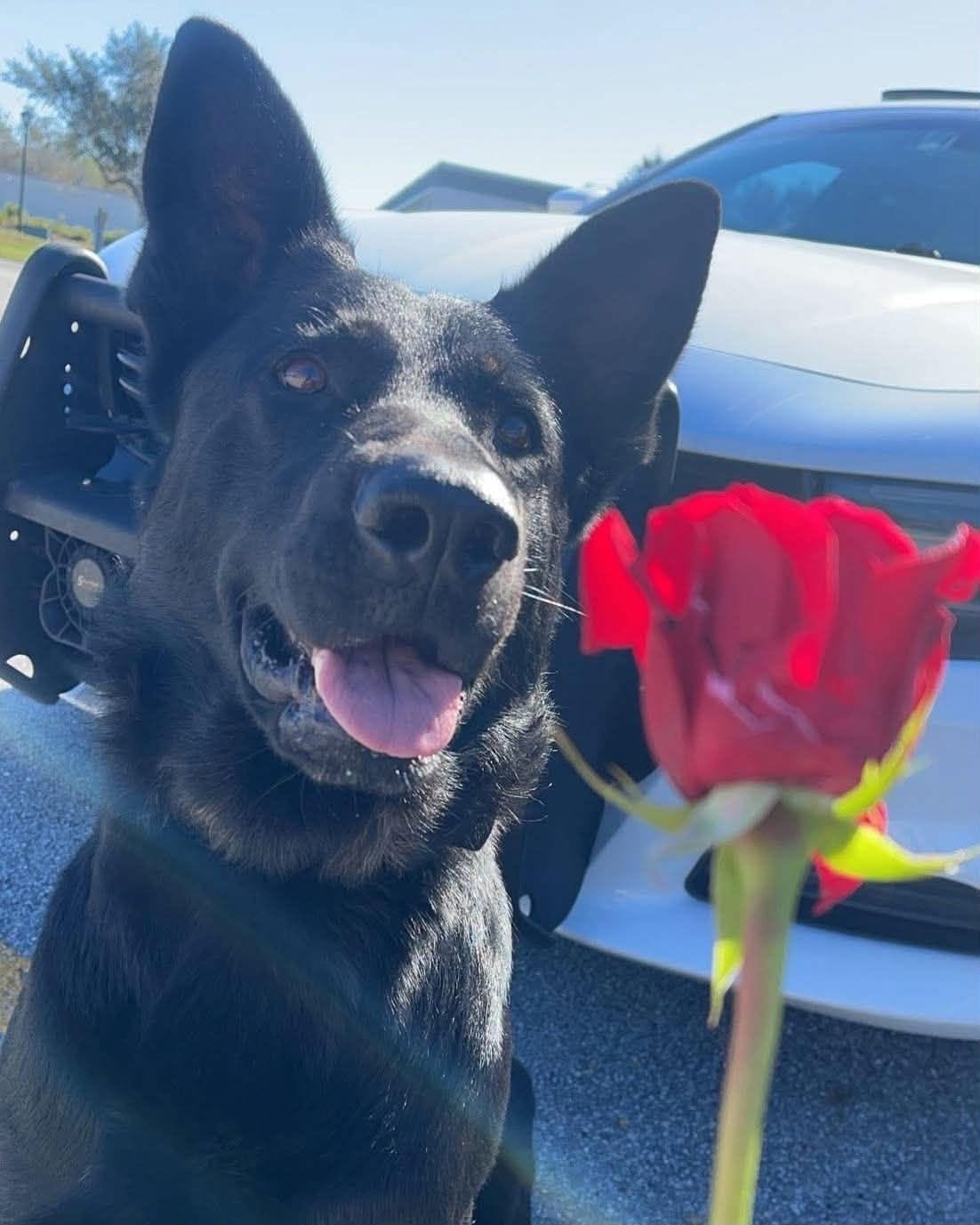 Black dog sniffing red rose near police car.
