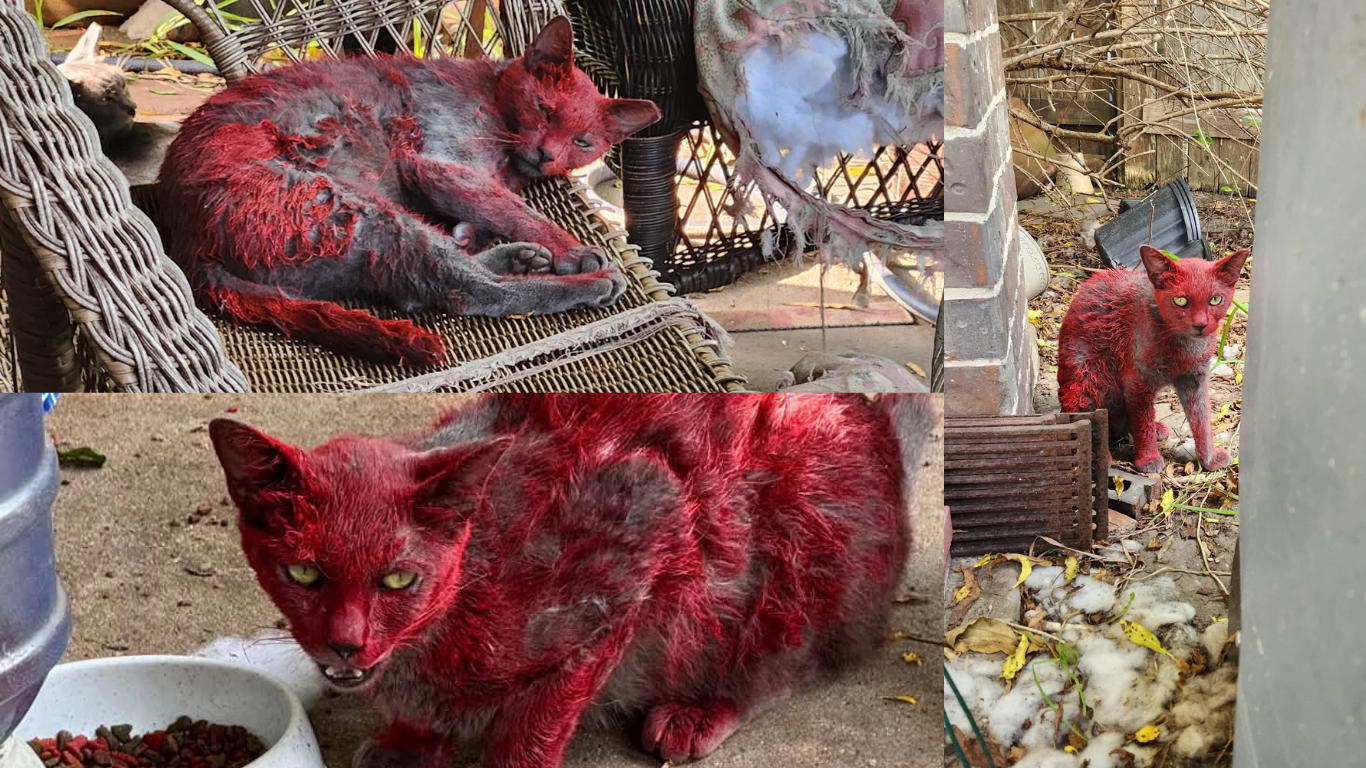 Red cat resting and eating food in League City TX