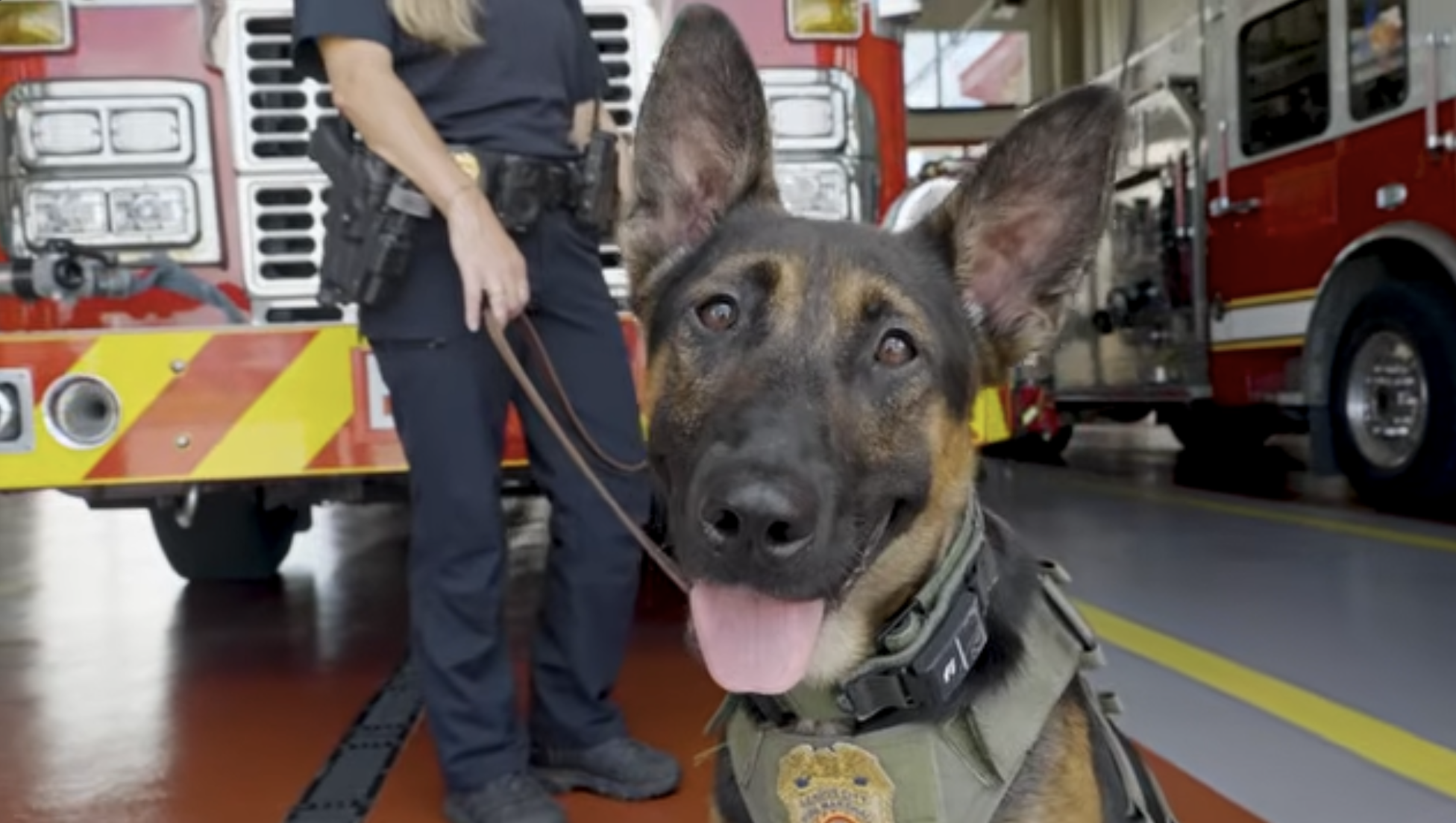 Torch: League City Fire Department’s Accelerant Detection K9