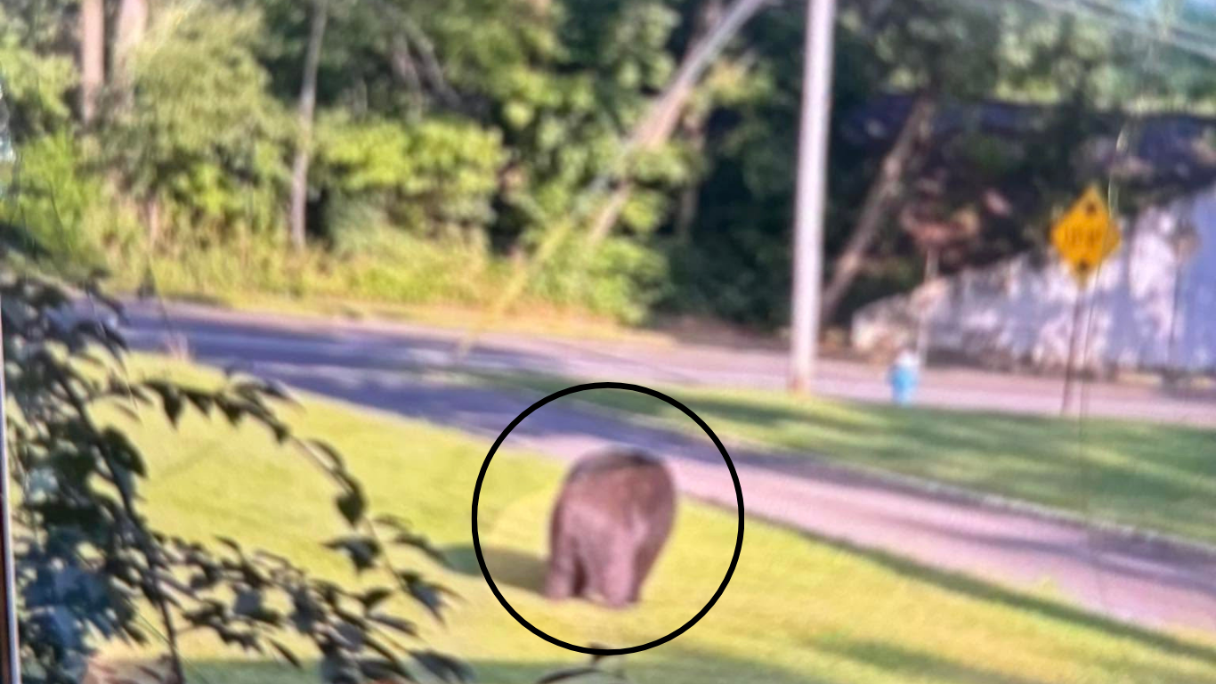 Black bear sighting near front year of home in New Jersey.
