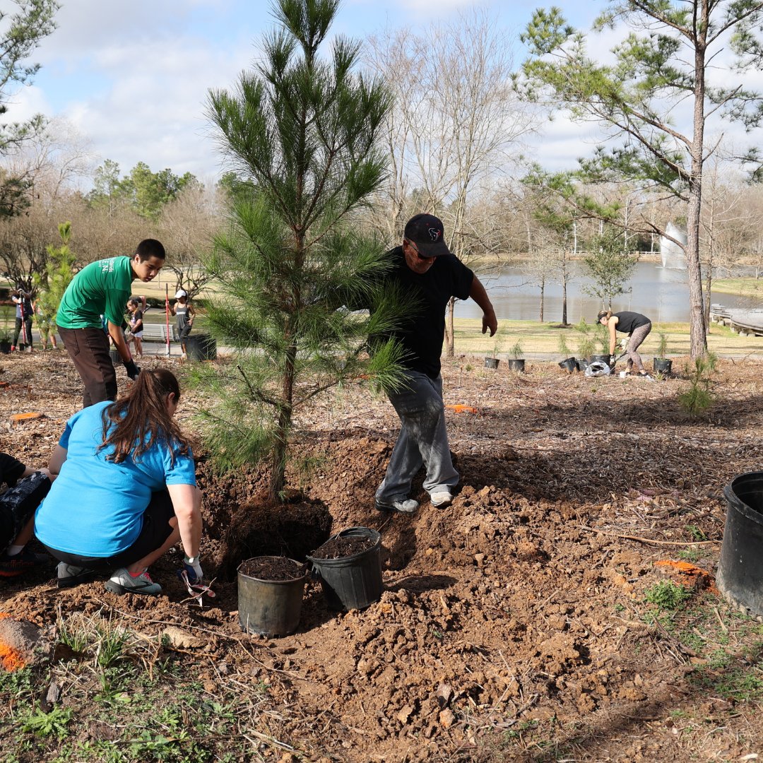Volunteers help plant trees in a local park.