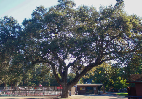 A mature oak tree shades the deck at Rinconada Pool, part of the canopy that fills Palo Alto's Rinconada Park.