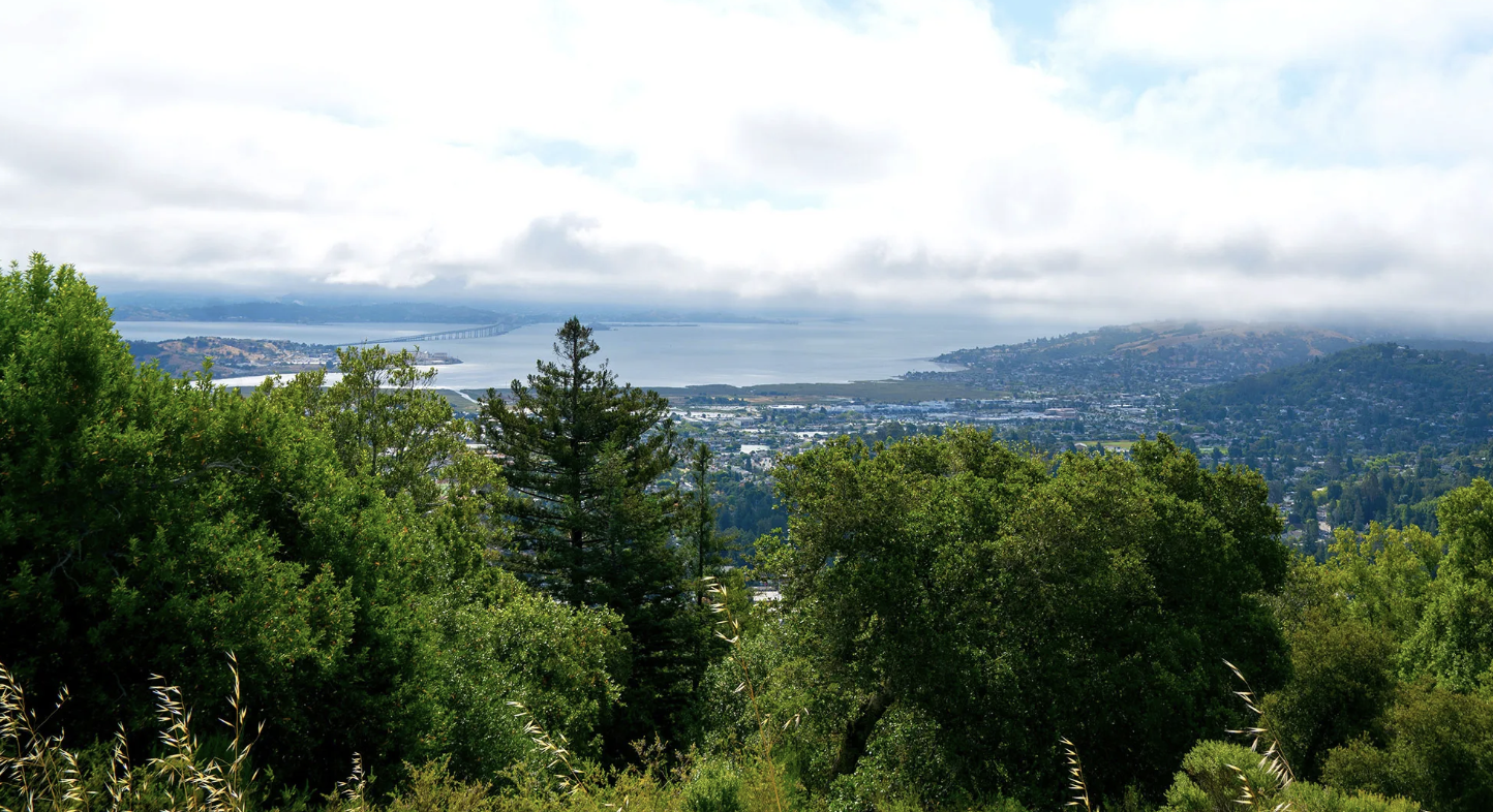View of San Francisco Bay and the city of Larkspur near San Rafael, seen from the summit of King Mountain, framed by evergreen and oak trees in the foreground.