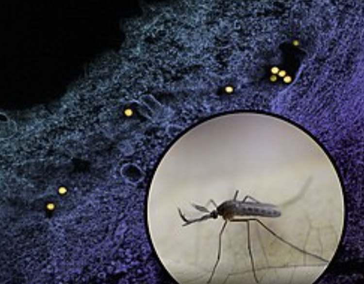 West Nile virus passing mosquito