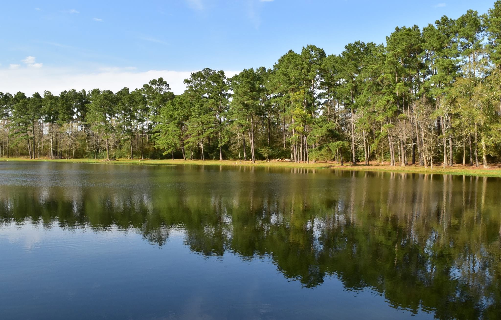 Reflection of tall trees on a calm creek.