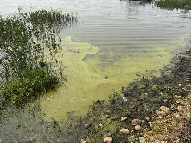 Green algae bloom covering lake water near a rocky, reed-lined shoreline.
