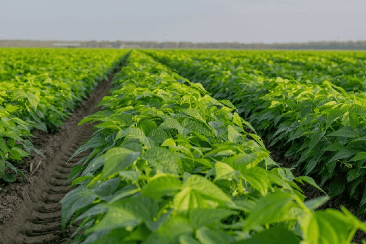 Rows of green leafy crops growing in a cultivated farm field under an overcast sky.