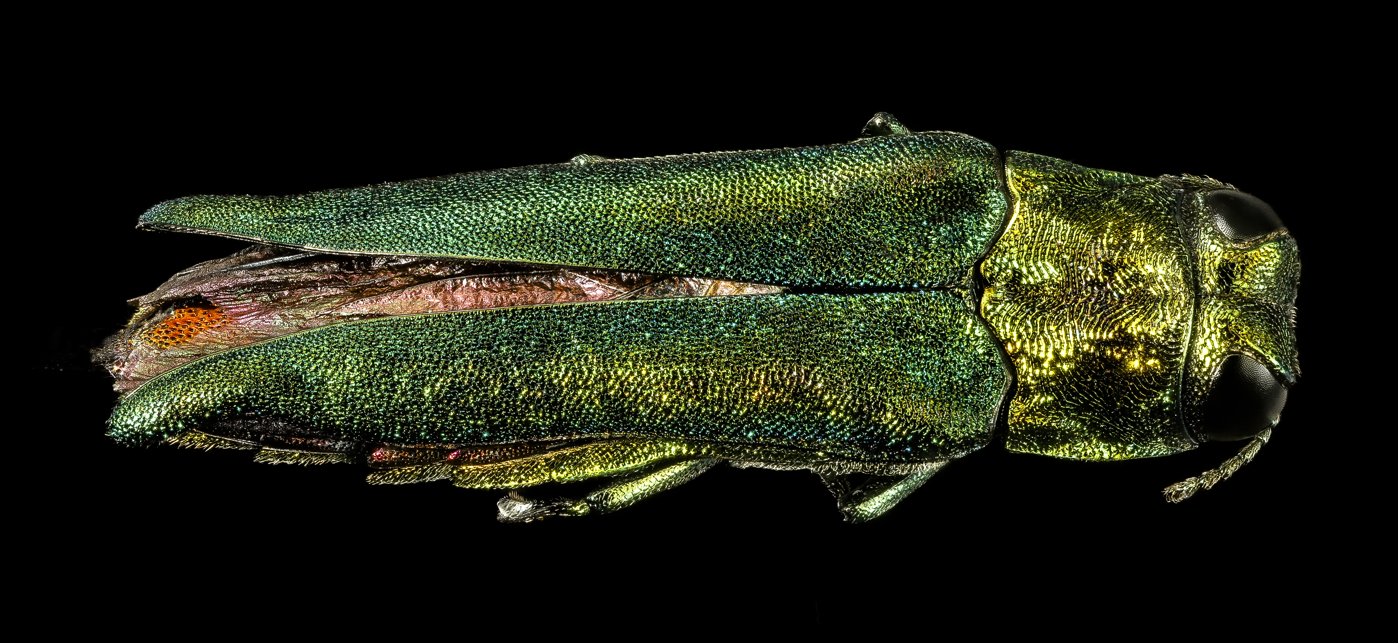 Macro photo of a metallic green beetle with one wing cover open revealing orange underwings.