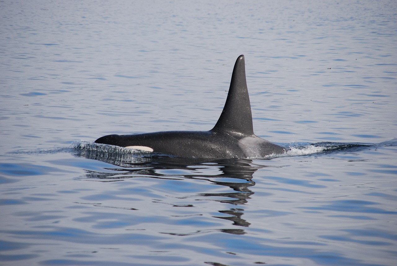 Nature, sea, water, animal, mammal, killer whale, blue, fin, killer whale, killer whale, killer whale, killer whale, kil