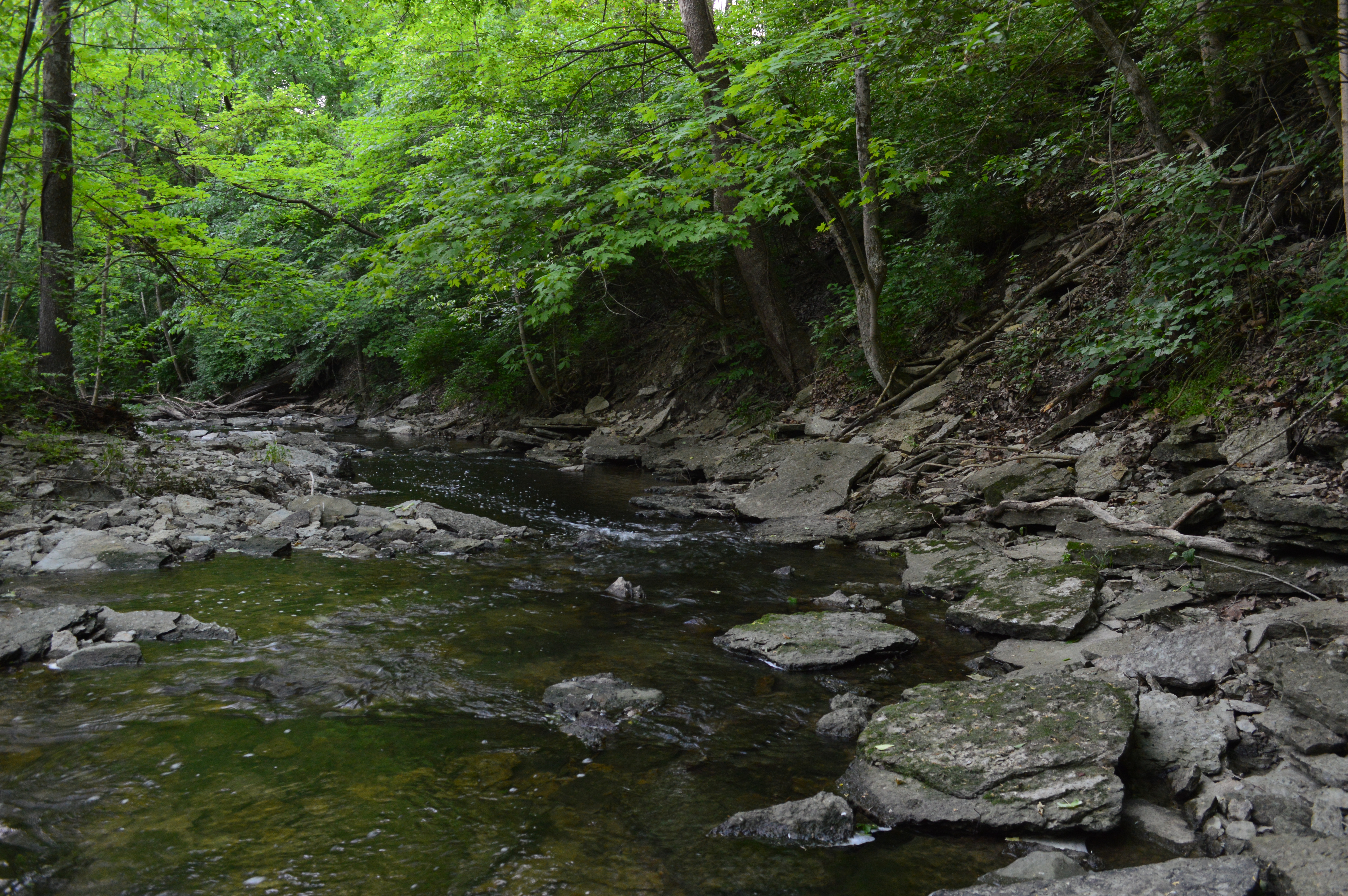A shallow rocky creek winds through a densely wooded ravine.