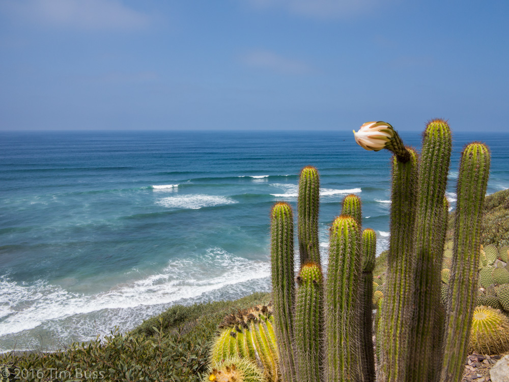 Tall columnar cacti on a coastal bluff overlooking breaking waves and a clear blue sky.