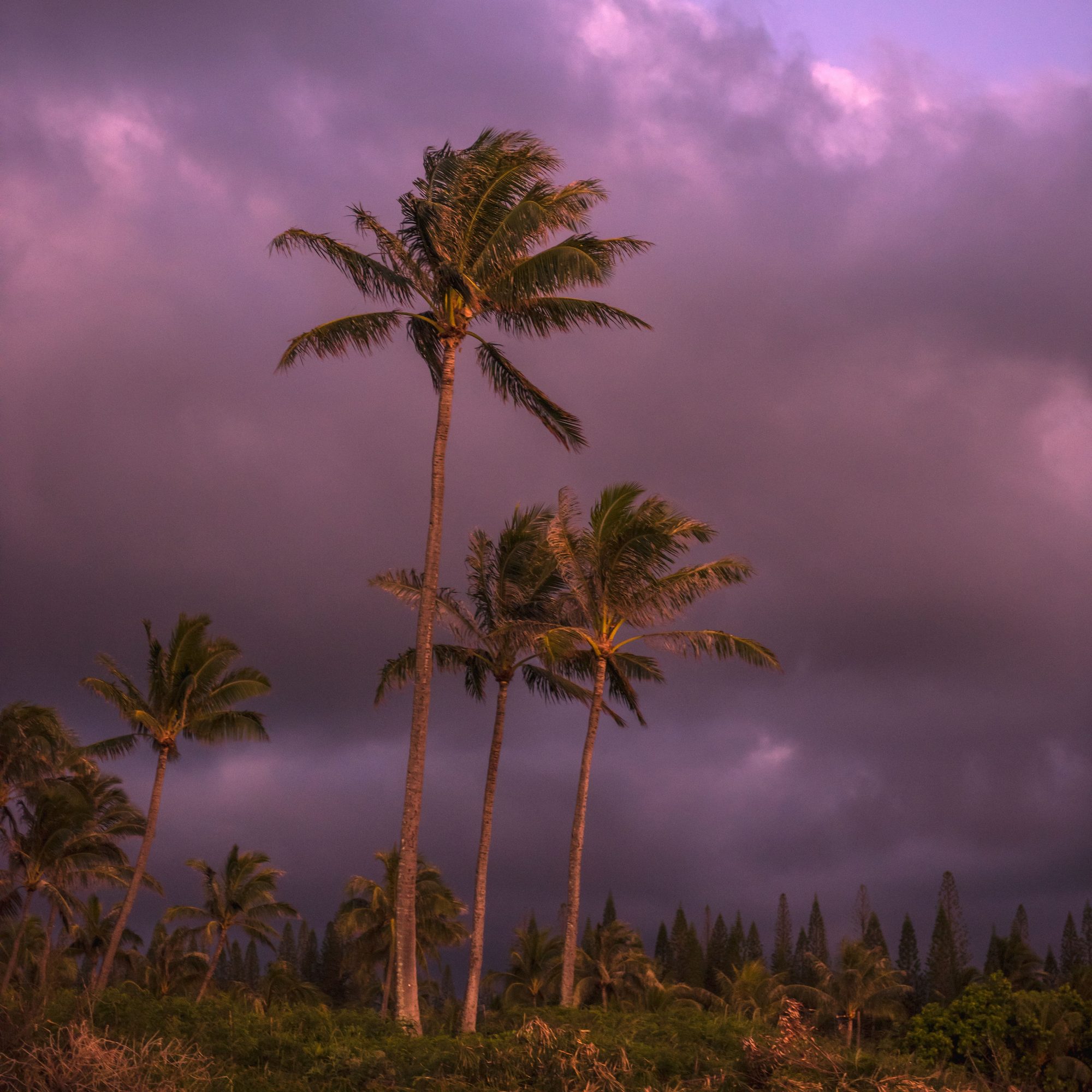 Dramatic storm clouds over palm trees in Hawaii, capturing the essence of a tropical landscape.