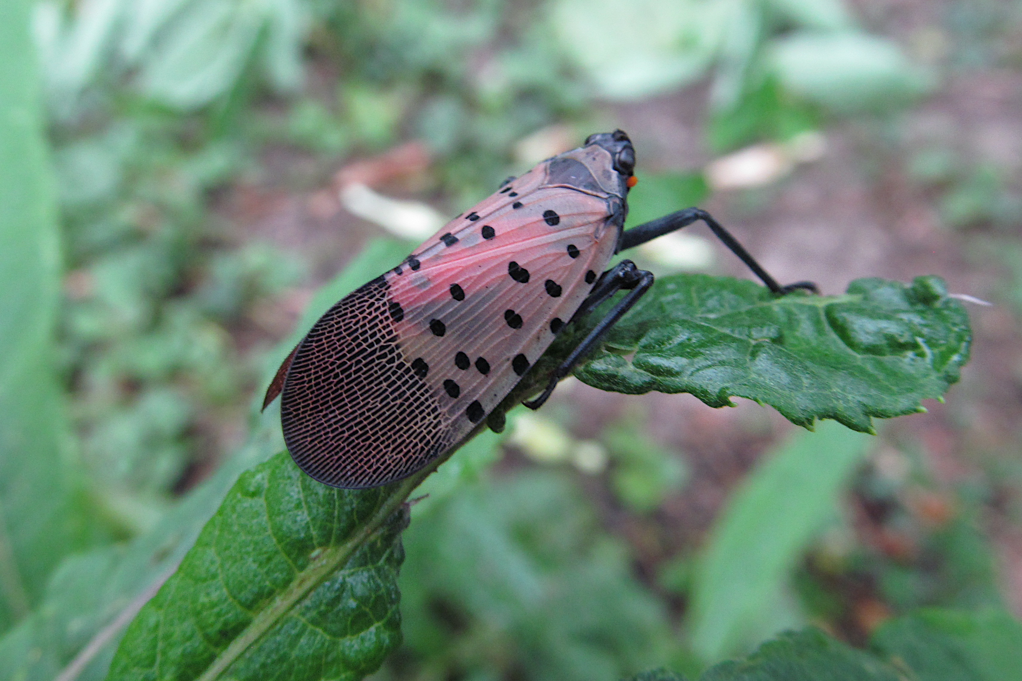 Adult spotted lanternfly with pinkish-red wings perched on a green leaf.