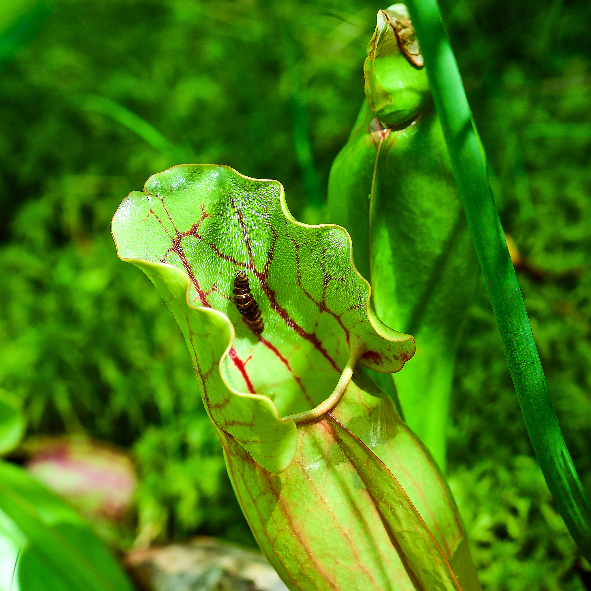 Close-up of a green pitcher plant with red veining and a small larva resting on its hood.