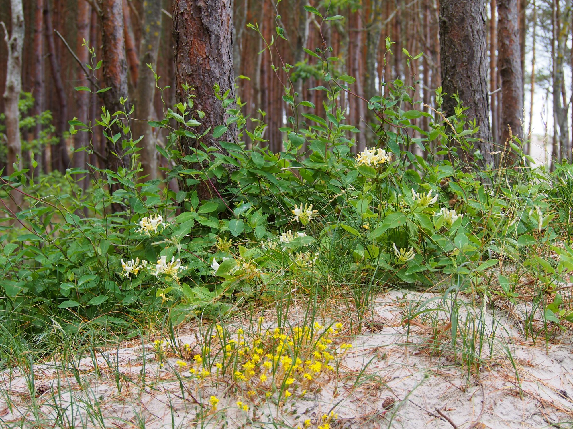 Honeysuckle (Lonicera periclymenum), flowering plant growing on dunes on the coast of the Baltic Sea, Łazy, Poland.