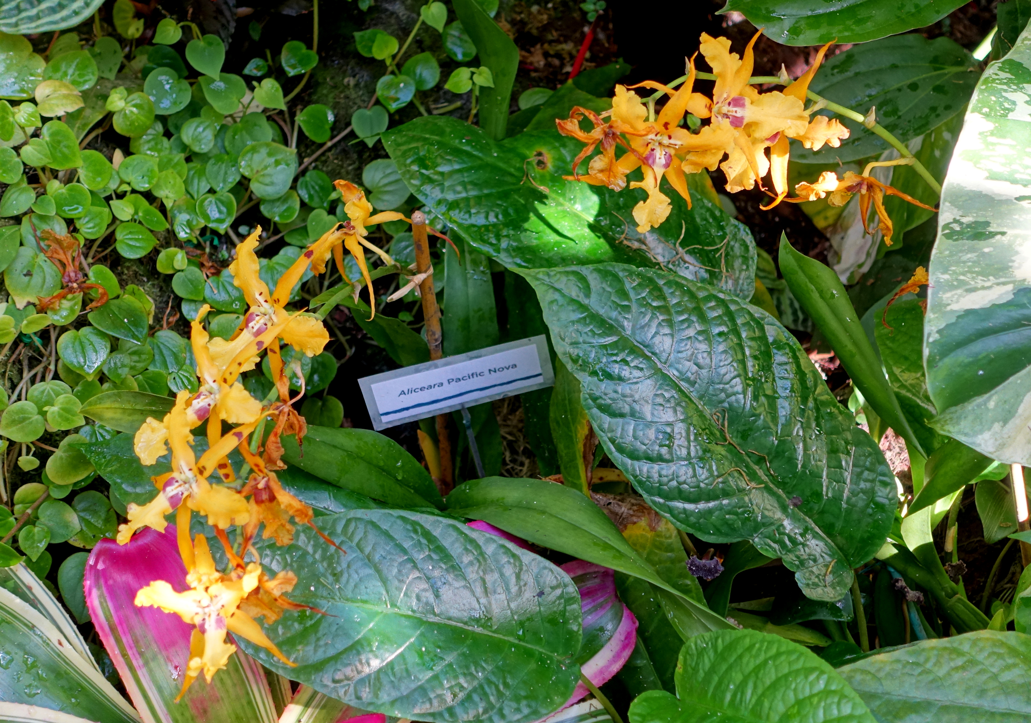 Orange orchid flowers with a plant label among large tropical leaves in a botanical garden.