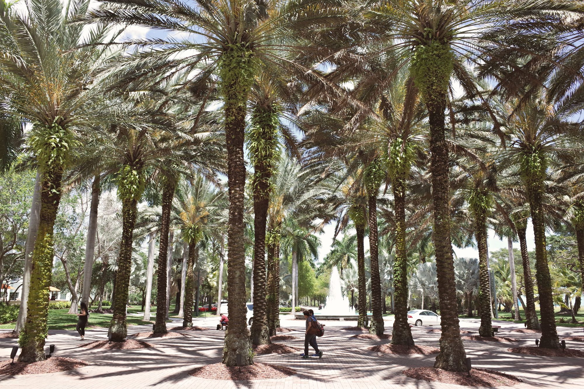 A picturesque view of palm trees along a walkway in Coral Gables, Florida, showcasing a sunny day.