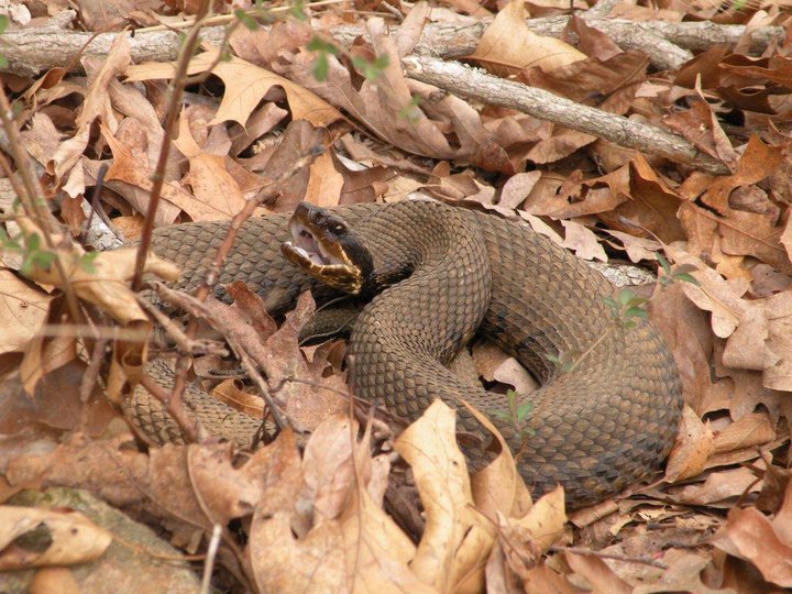 We have western cottonmouths on the refuge... watch your step!