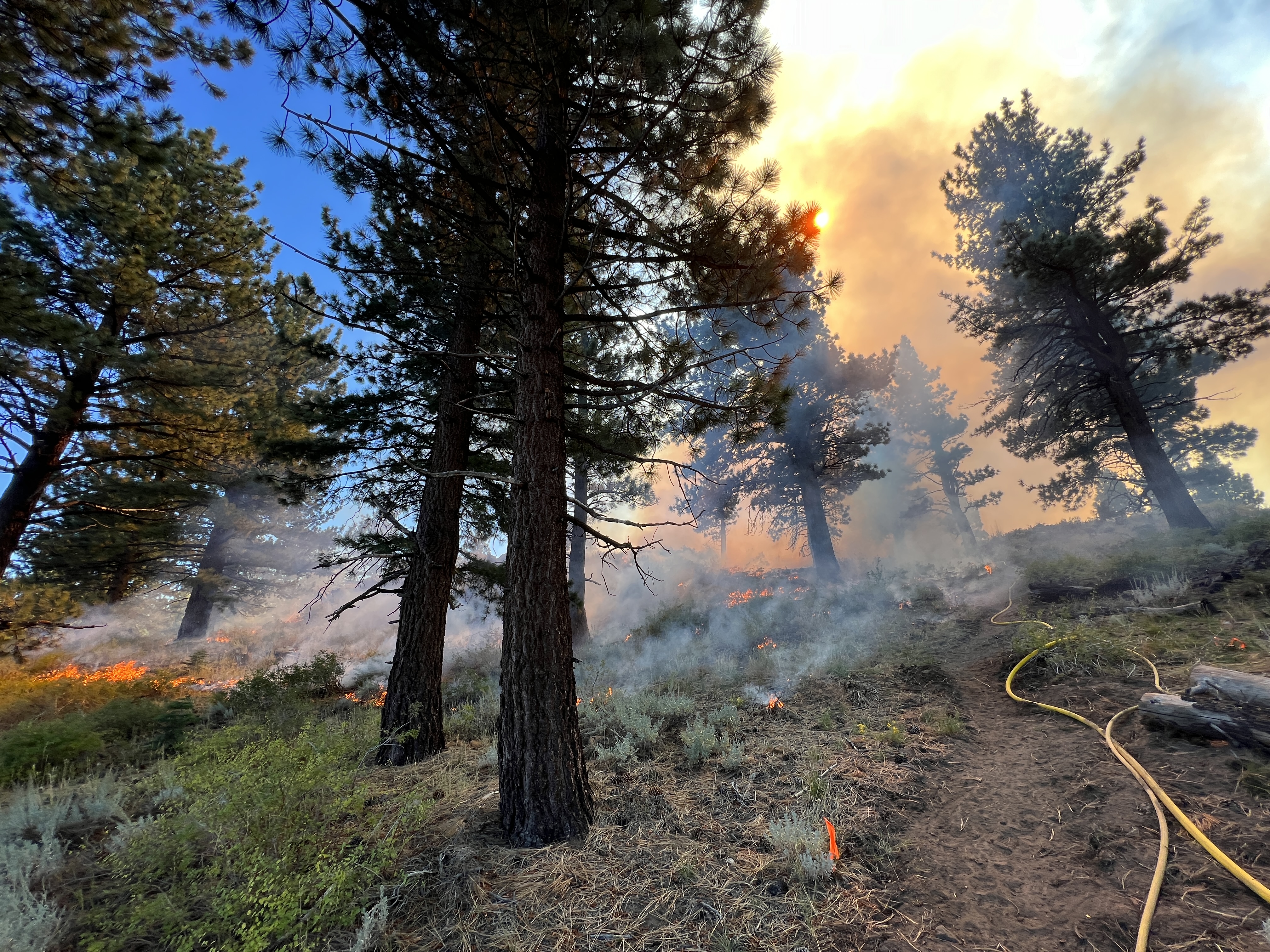 Flames and thick smoke rise from burning scrub in a pine forest during a prescribed burn.