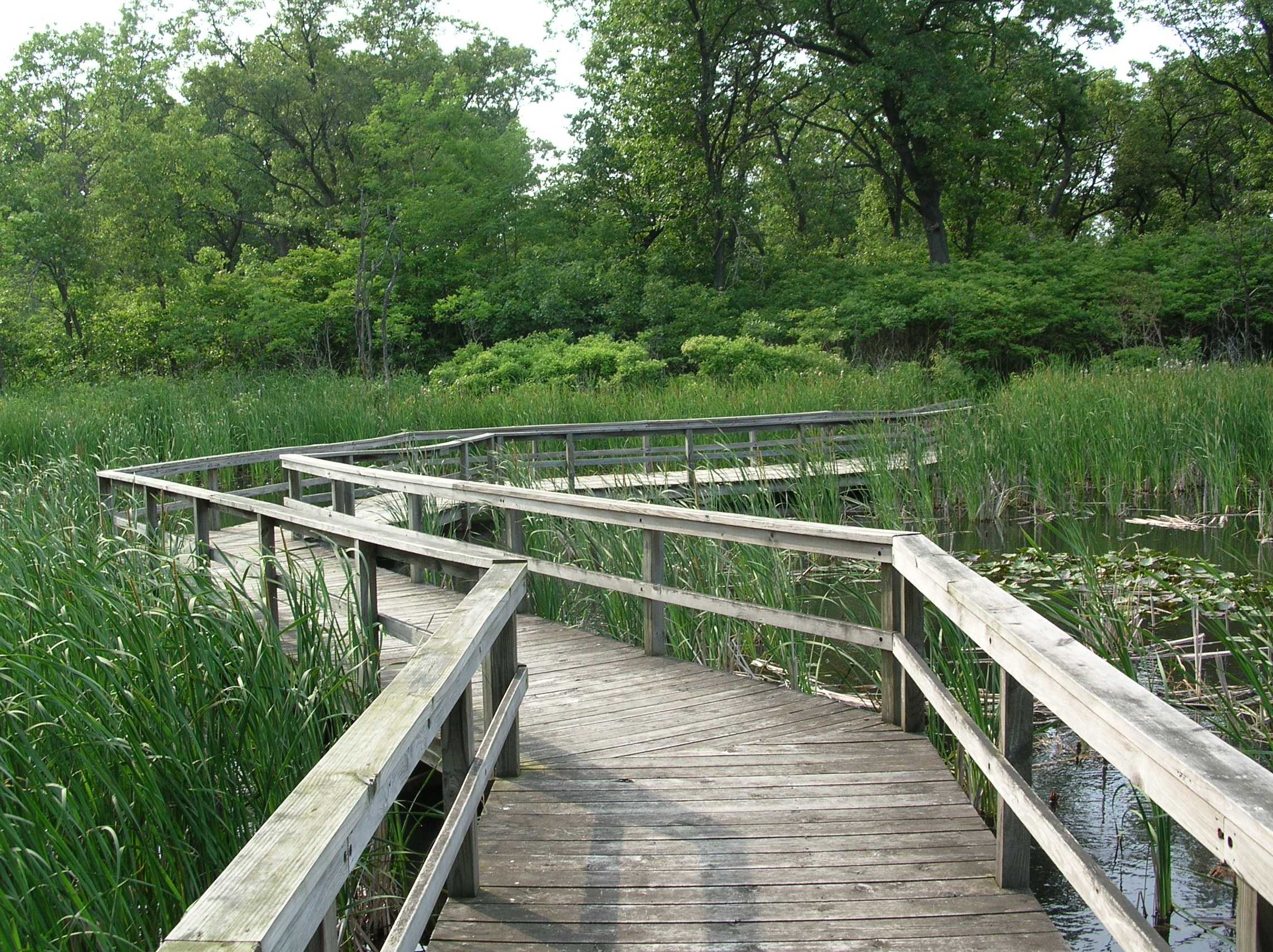Wooden boardwalk with railings winding through a wetland marsh with tall cattails and trees.