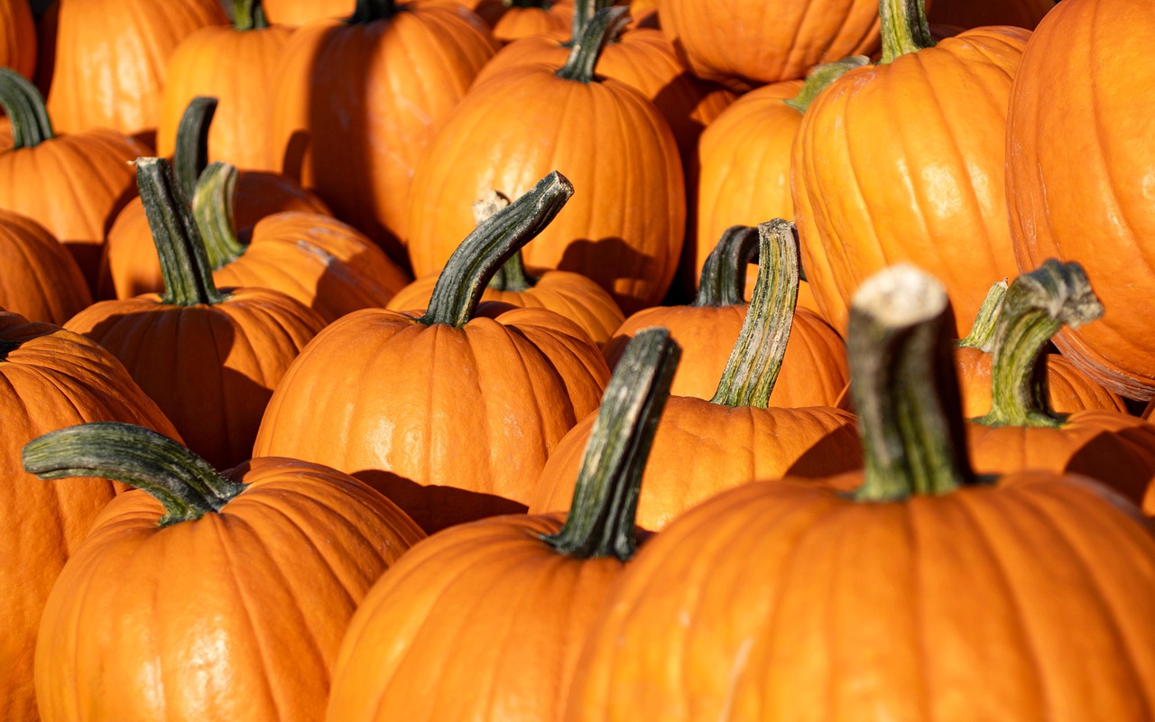 Pumpkins, harvest, pumpkin patch, autumn, fall, vegetables, farmer's market, produce, squash, gourd, halloween, thanksgi